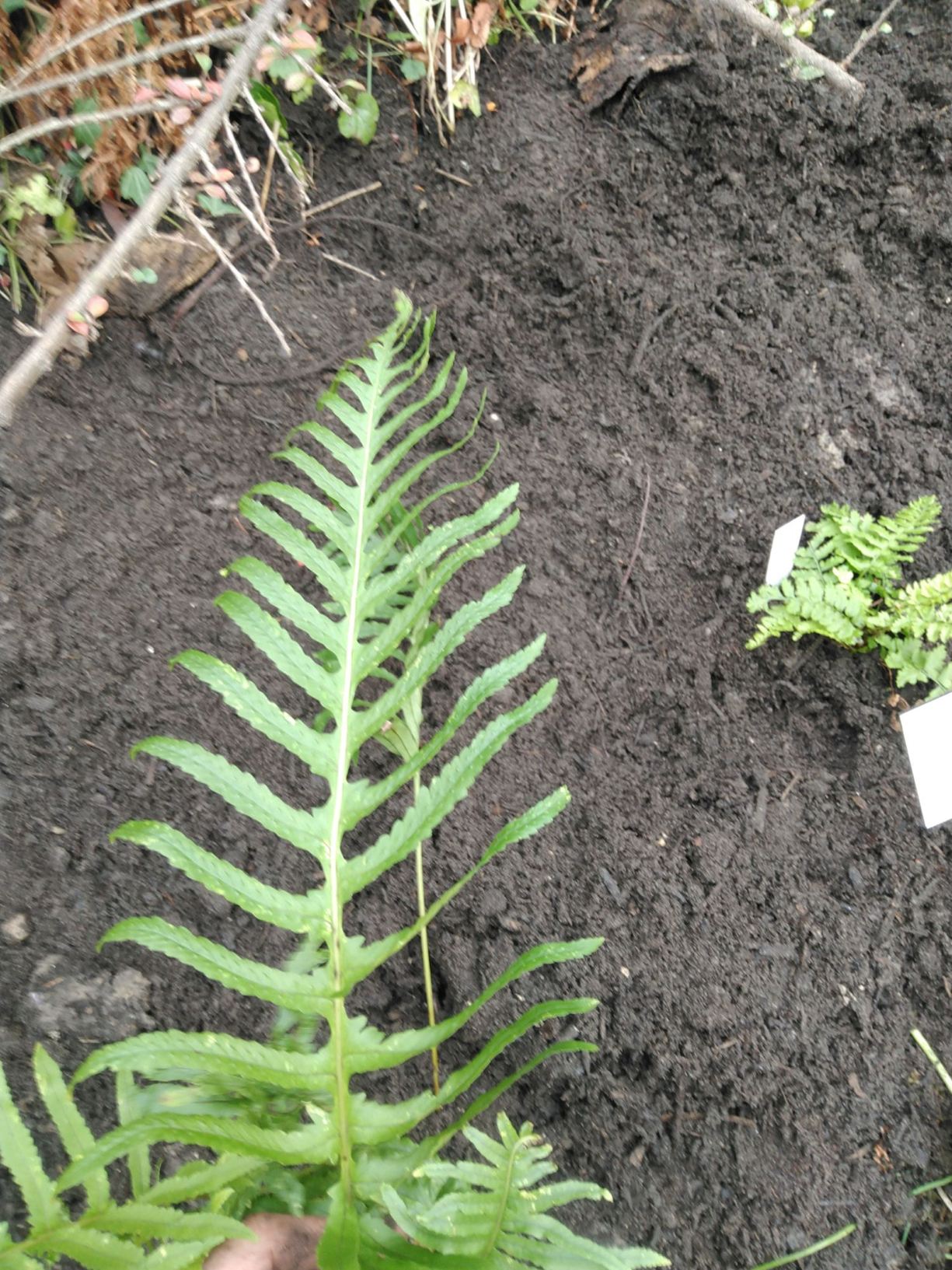 Polypodium cambricum Semilacera Group