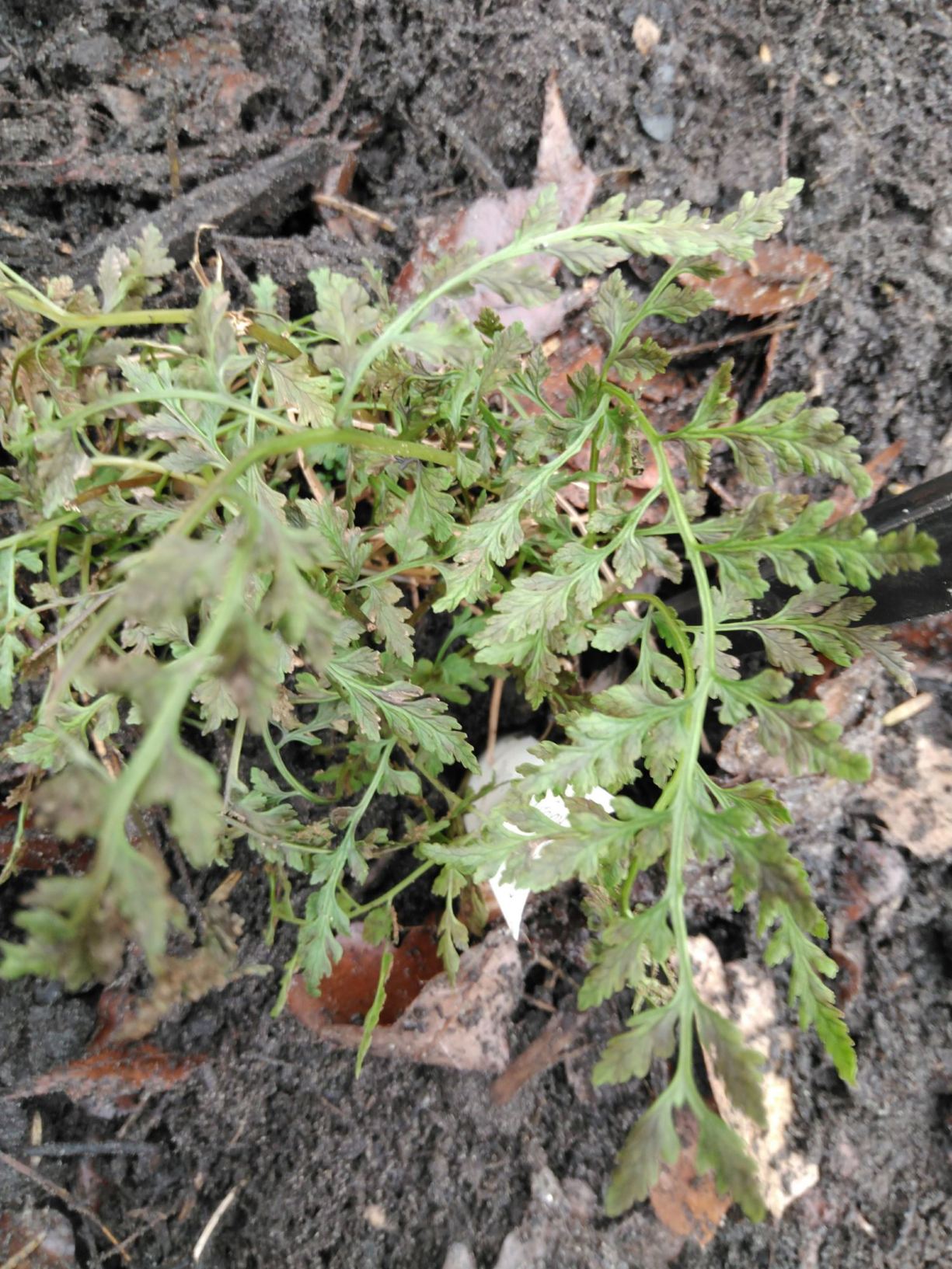 Cystopteris fragilis (hexaploide)