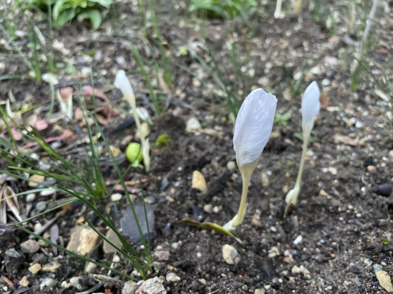 Crocus pulchellus 'Zephyr'