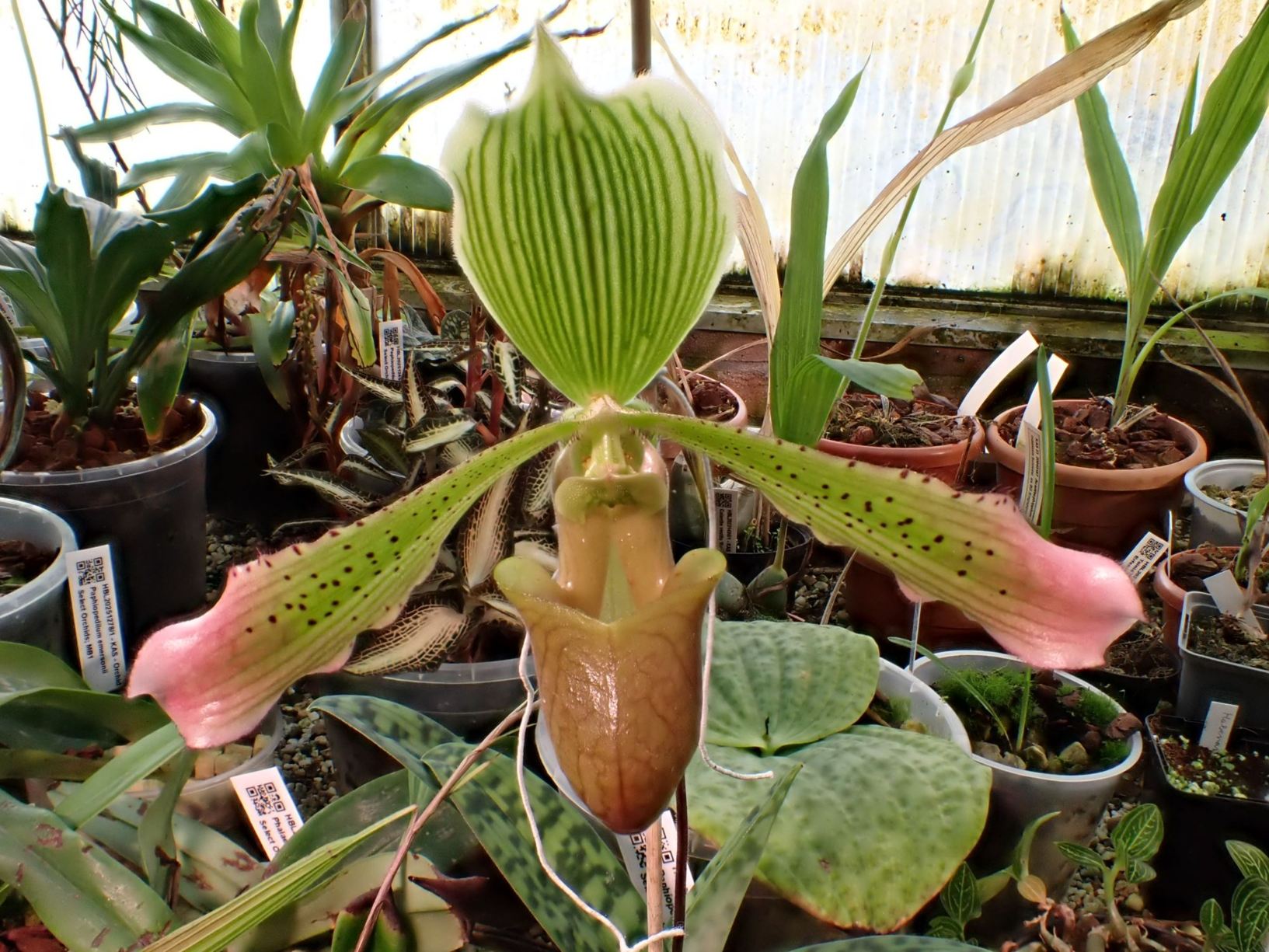 Paphiopedilum lunatum