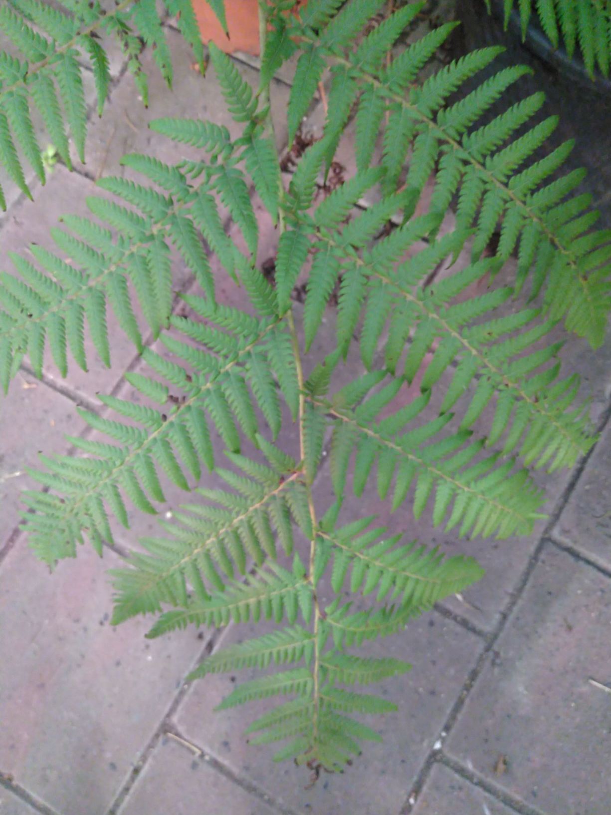 Cyathea australis