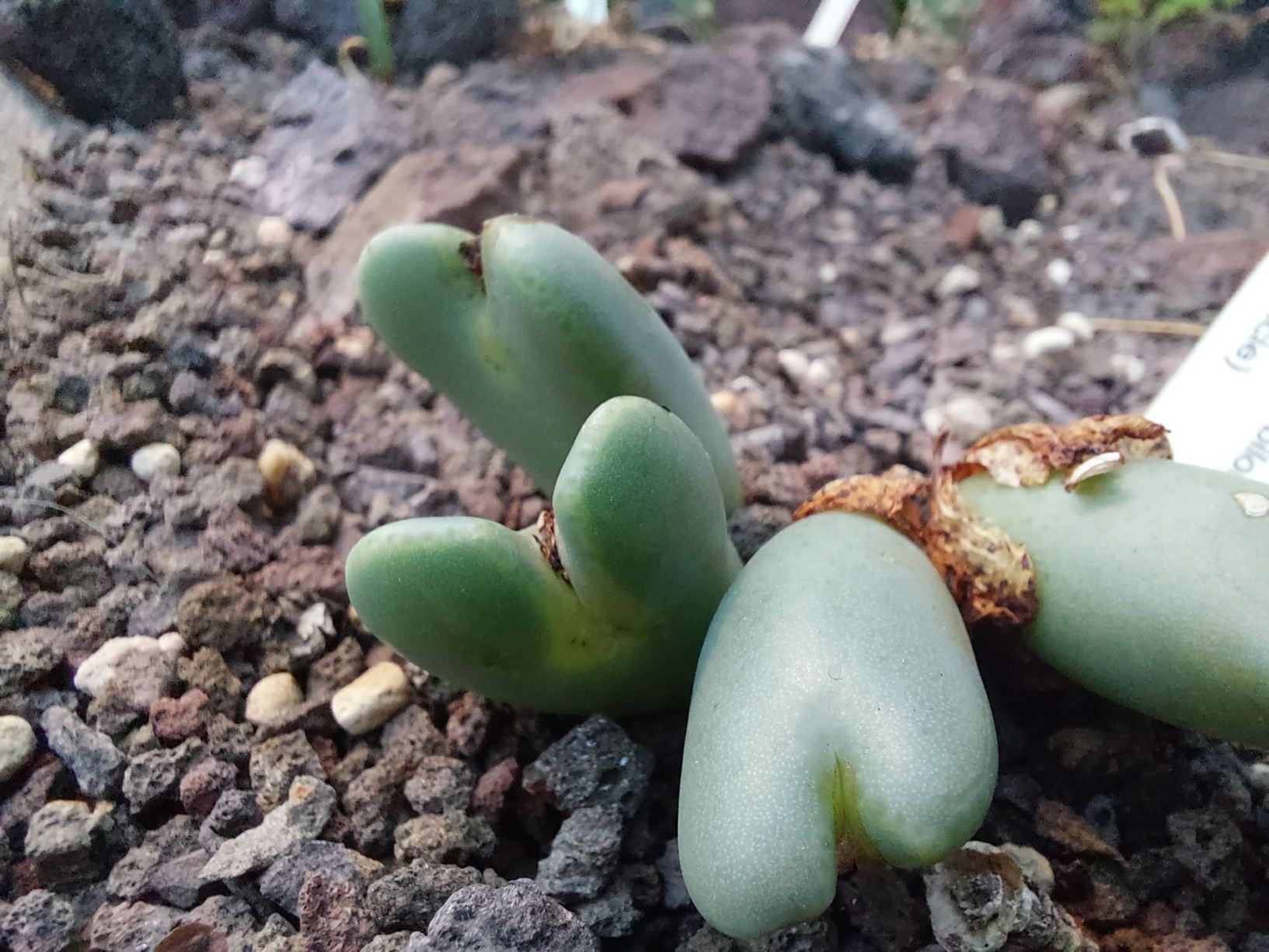 Conophytum bilobum subsp. bilobum