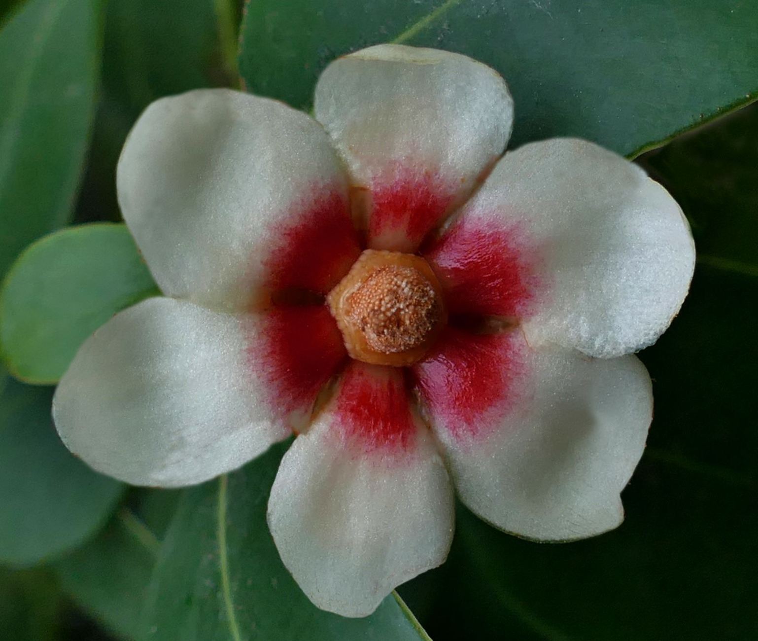 Clusia lanceolata