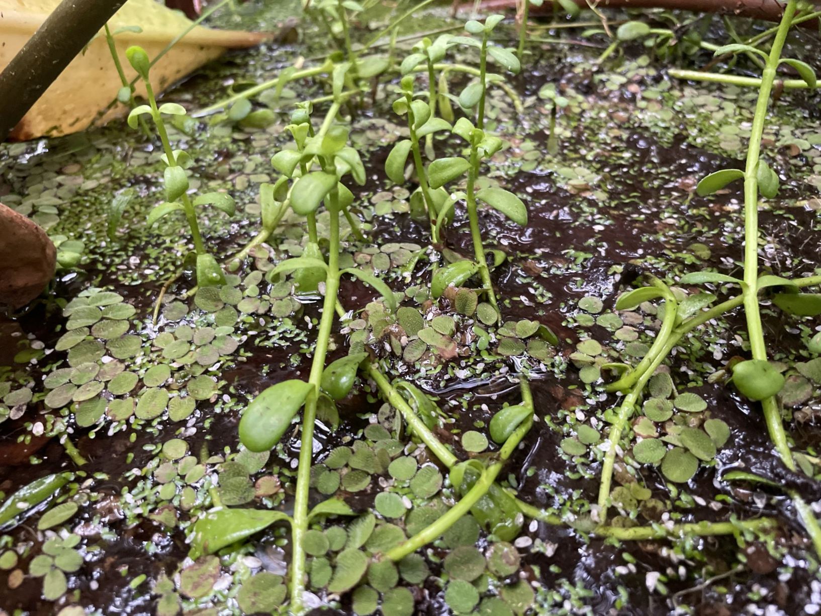 Bacopa monnieri