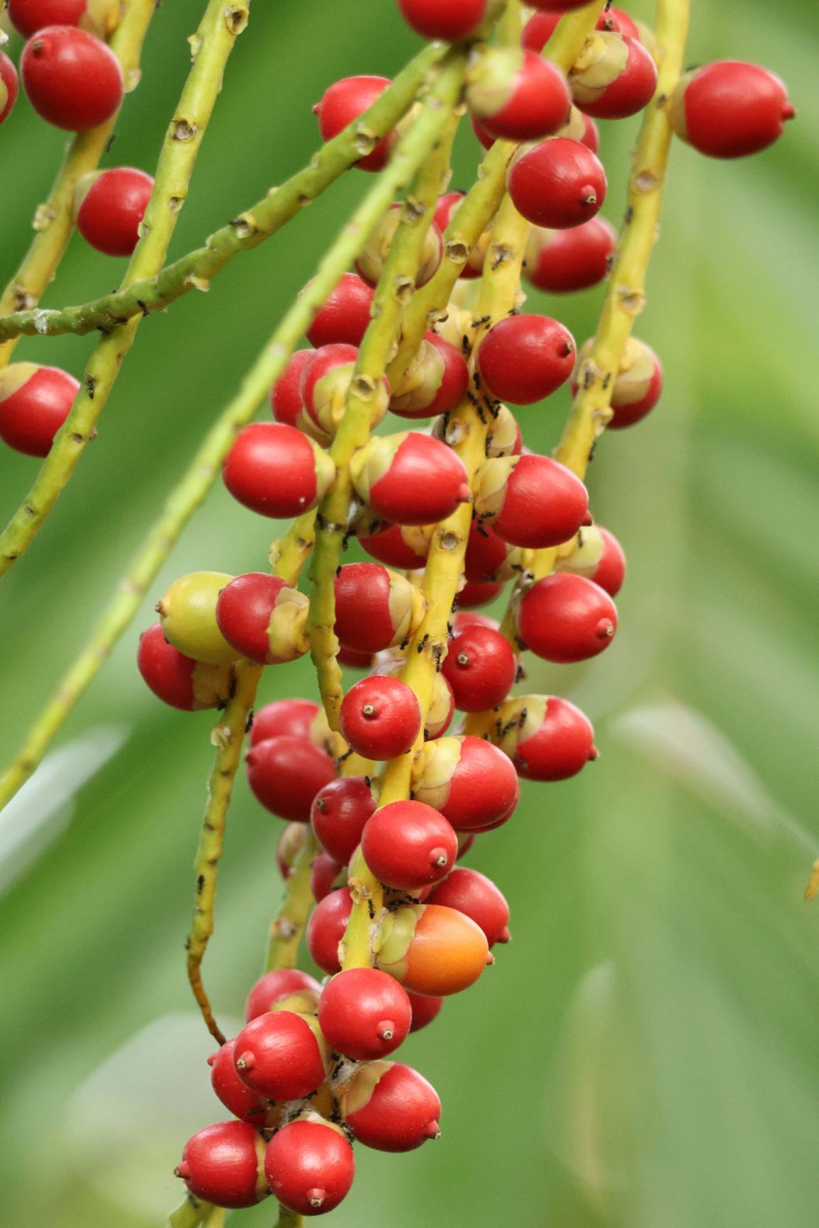 Ptychosperma propinquum