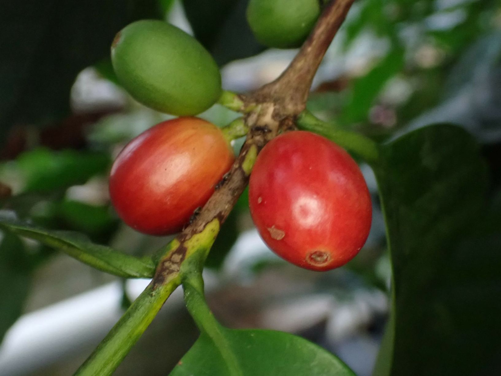 Coffea arabica