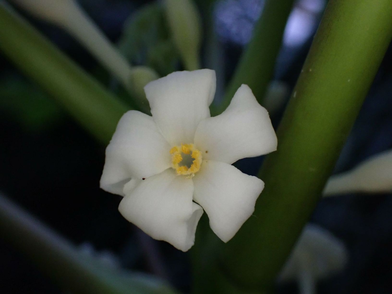 Carica papaya