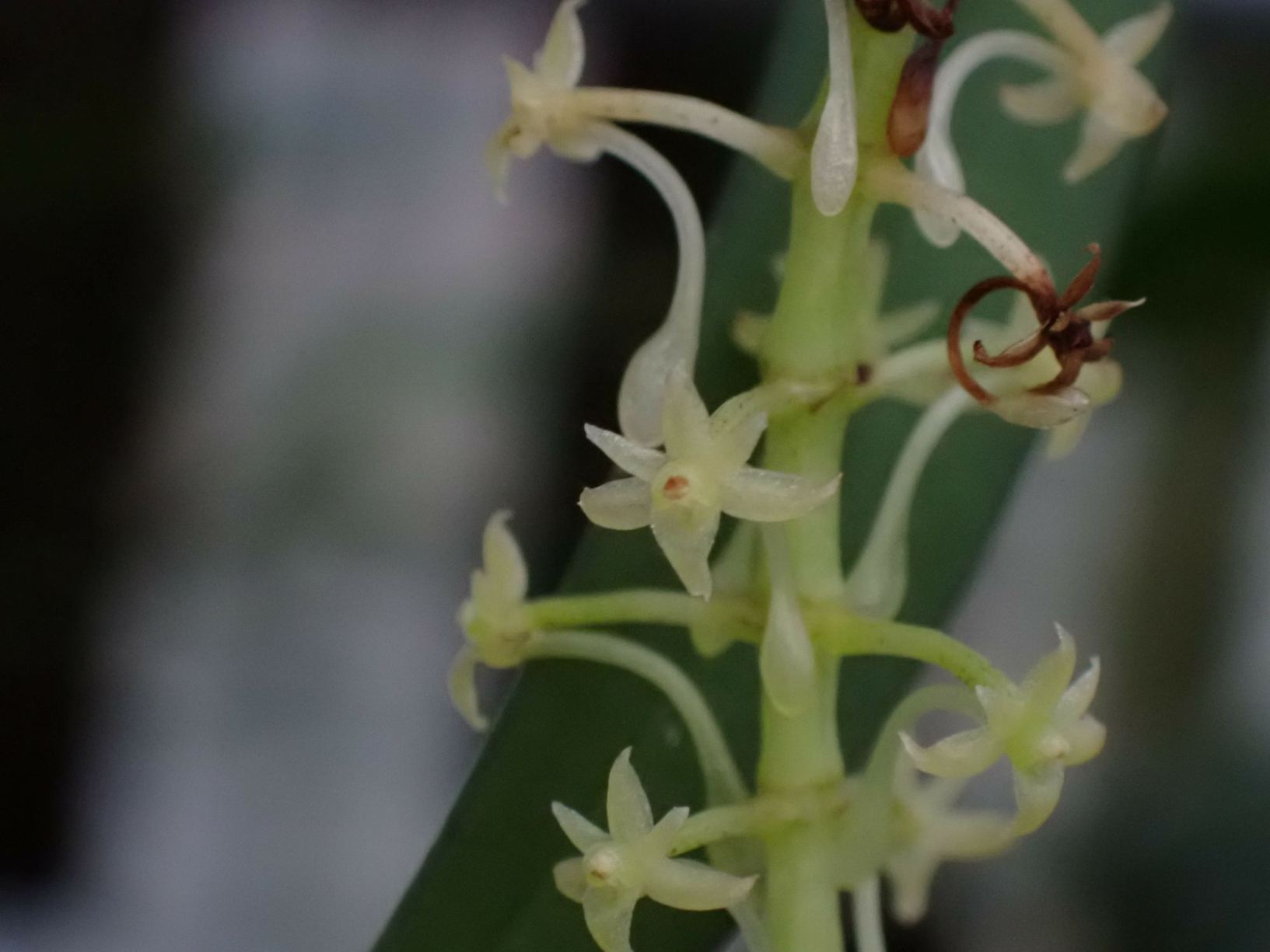 Chamaeangis vesicata