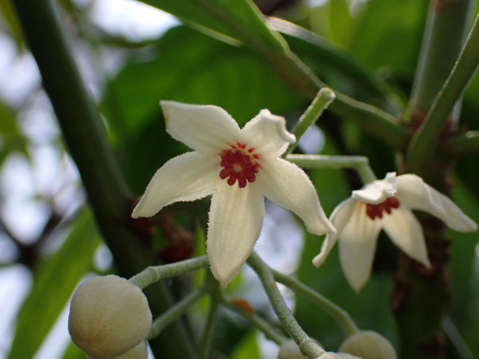 Cola acuminata