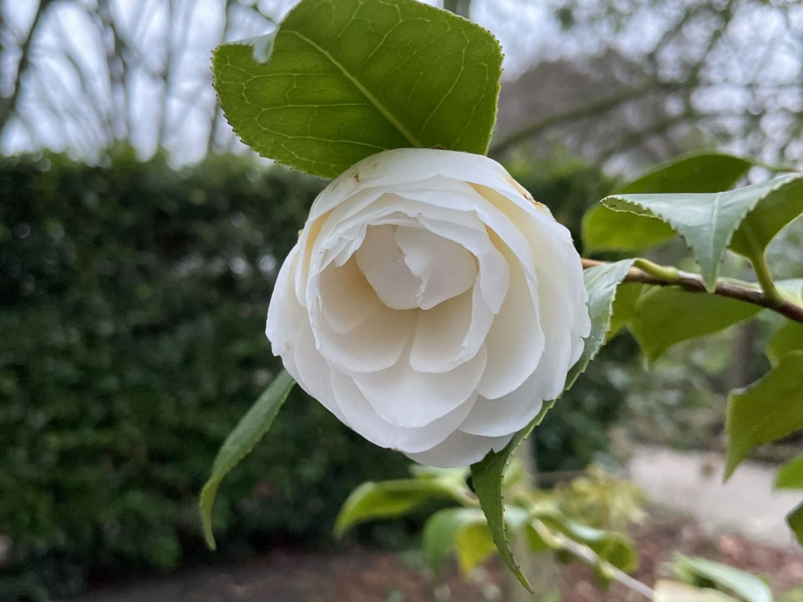 Camellia japonica 'Ochroleuca'