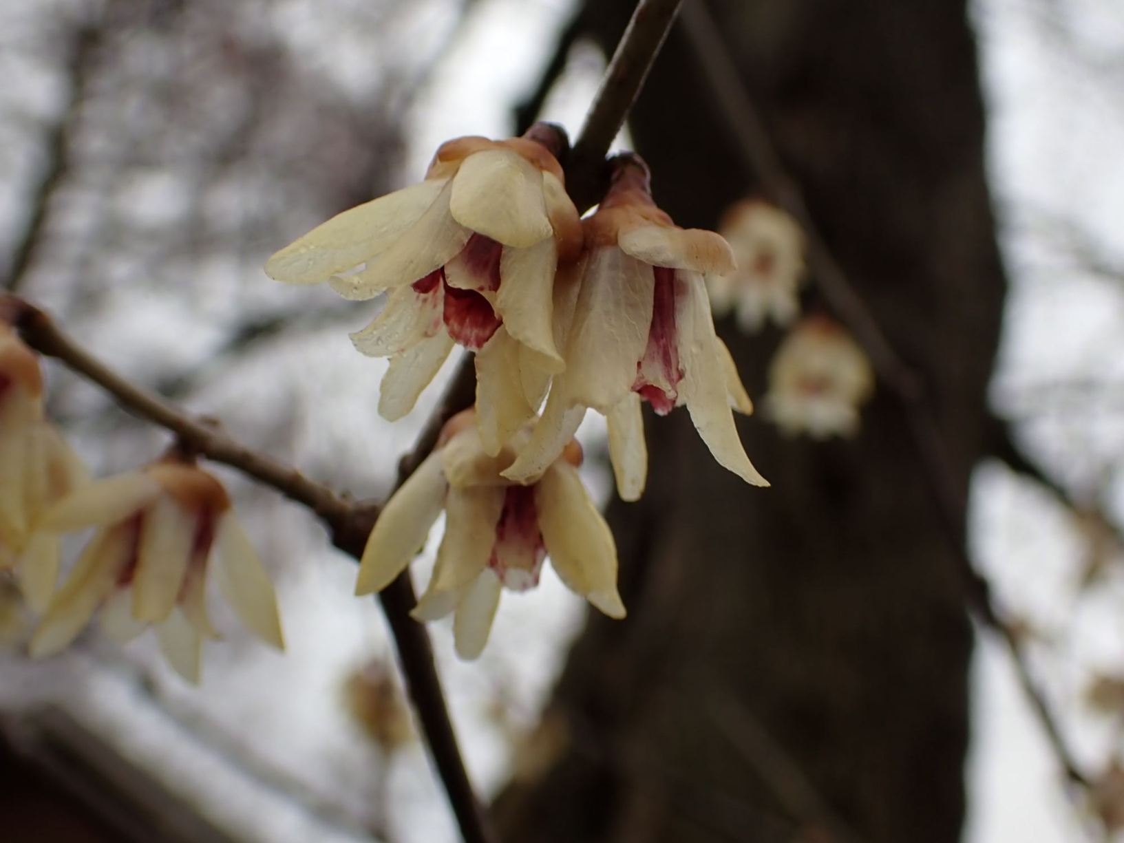 Chimonanthus praecox