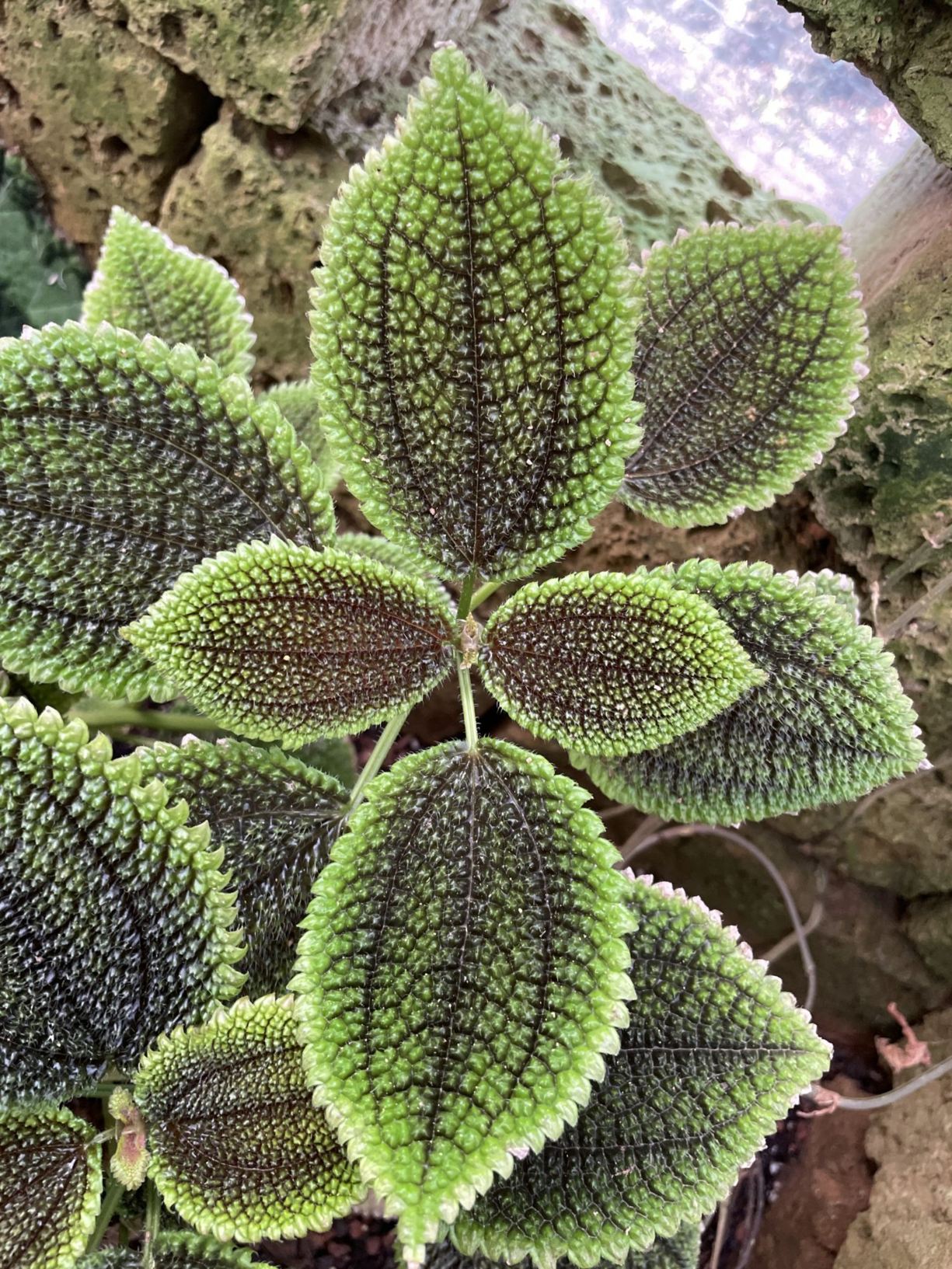 Pilea involucrata
