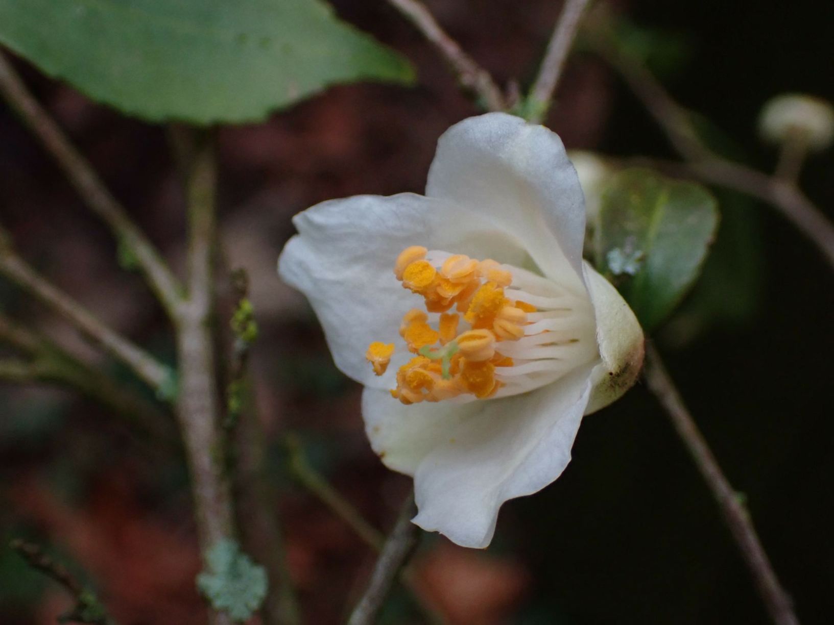 Camellia fraterna