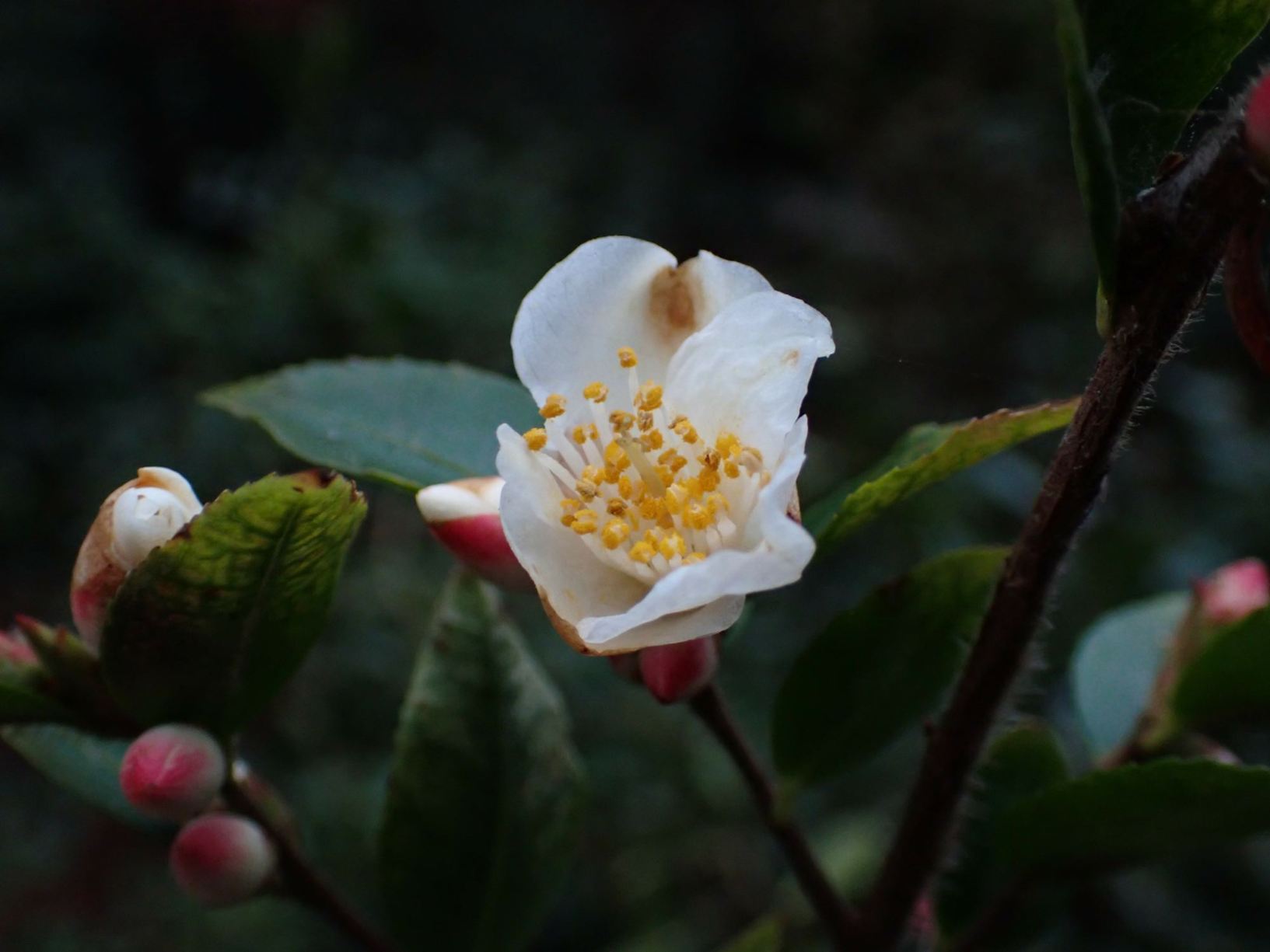 Camellia transnokoensis
