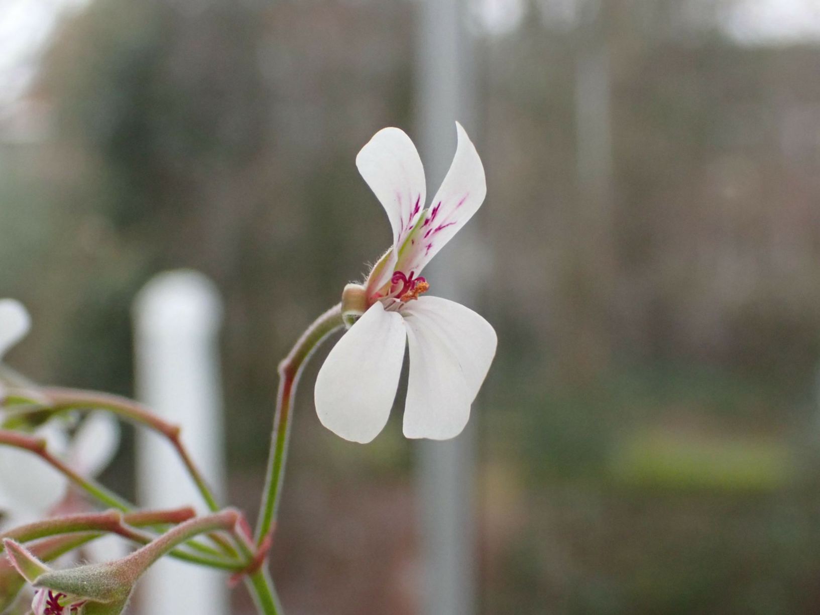 Pelargonium odoratissimum