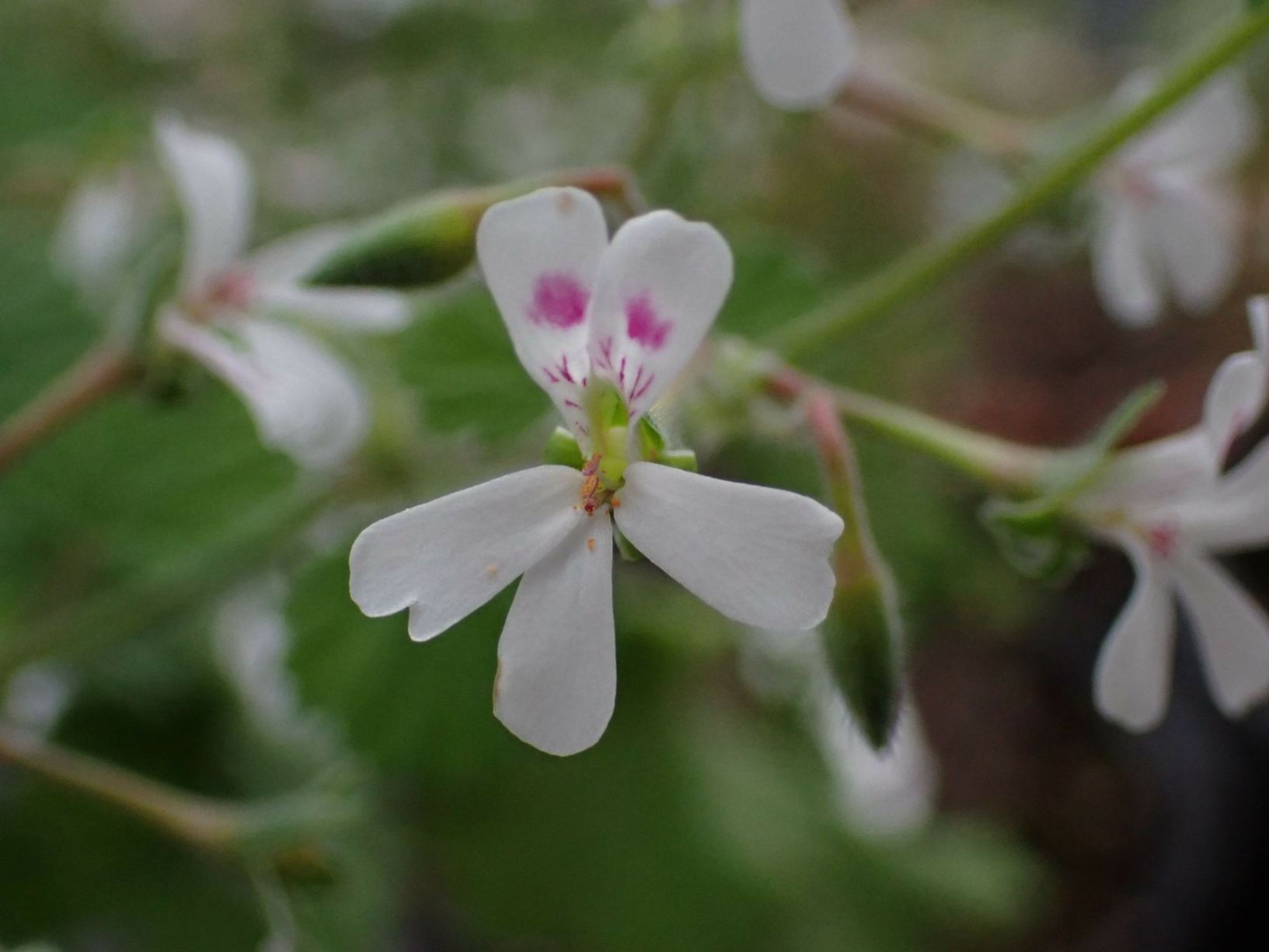 Pelargonium album