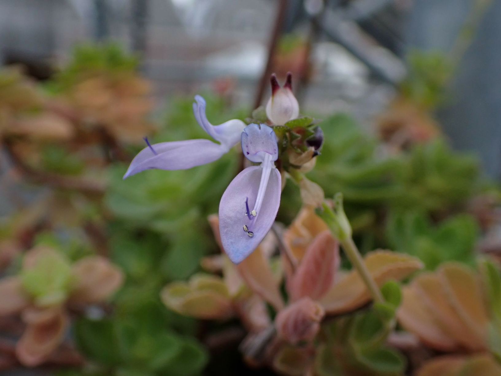 Coleus neochilus