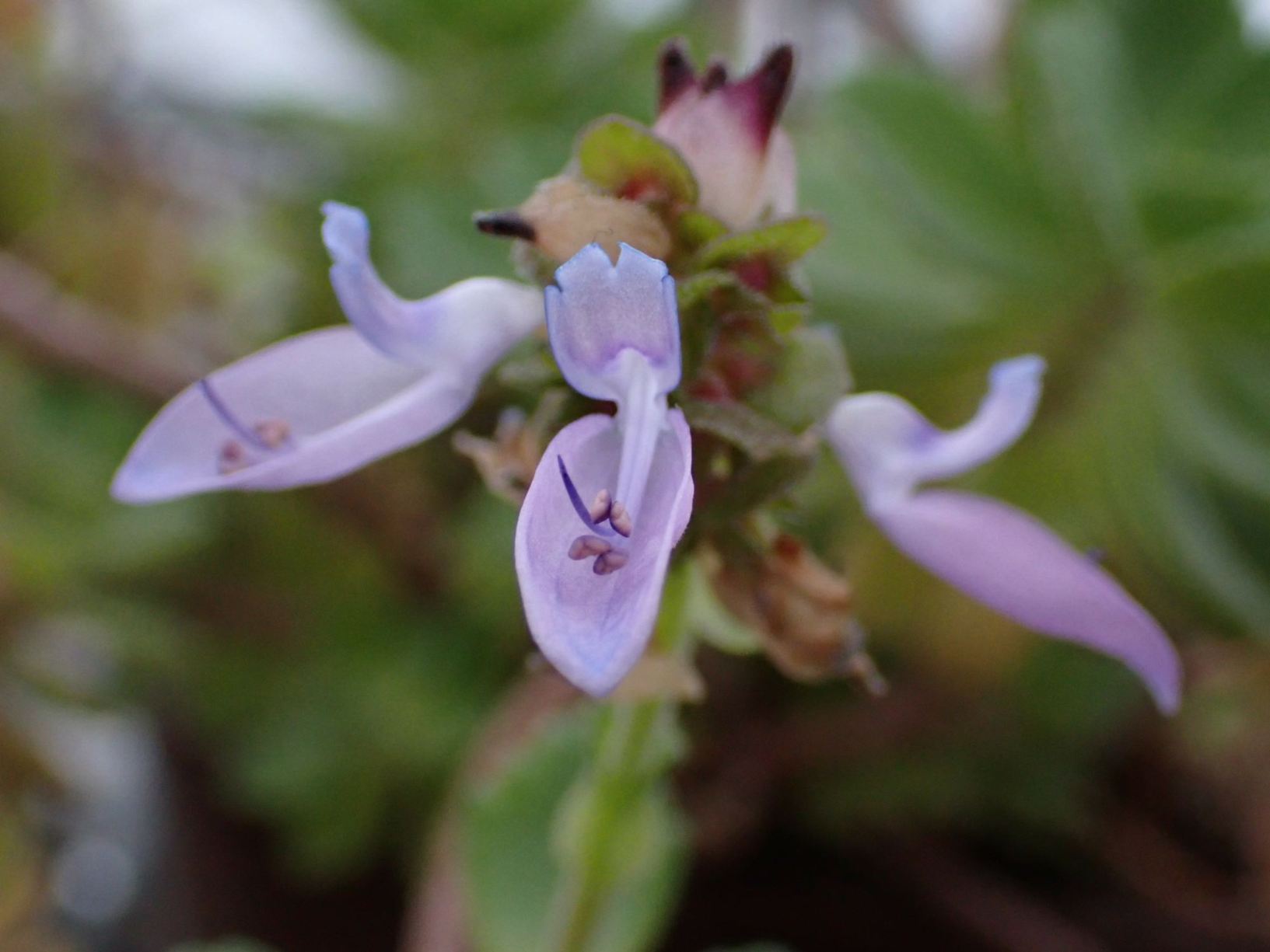 Coleus spec.