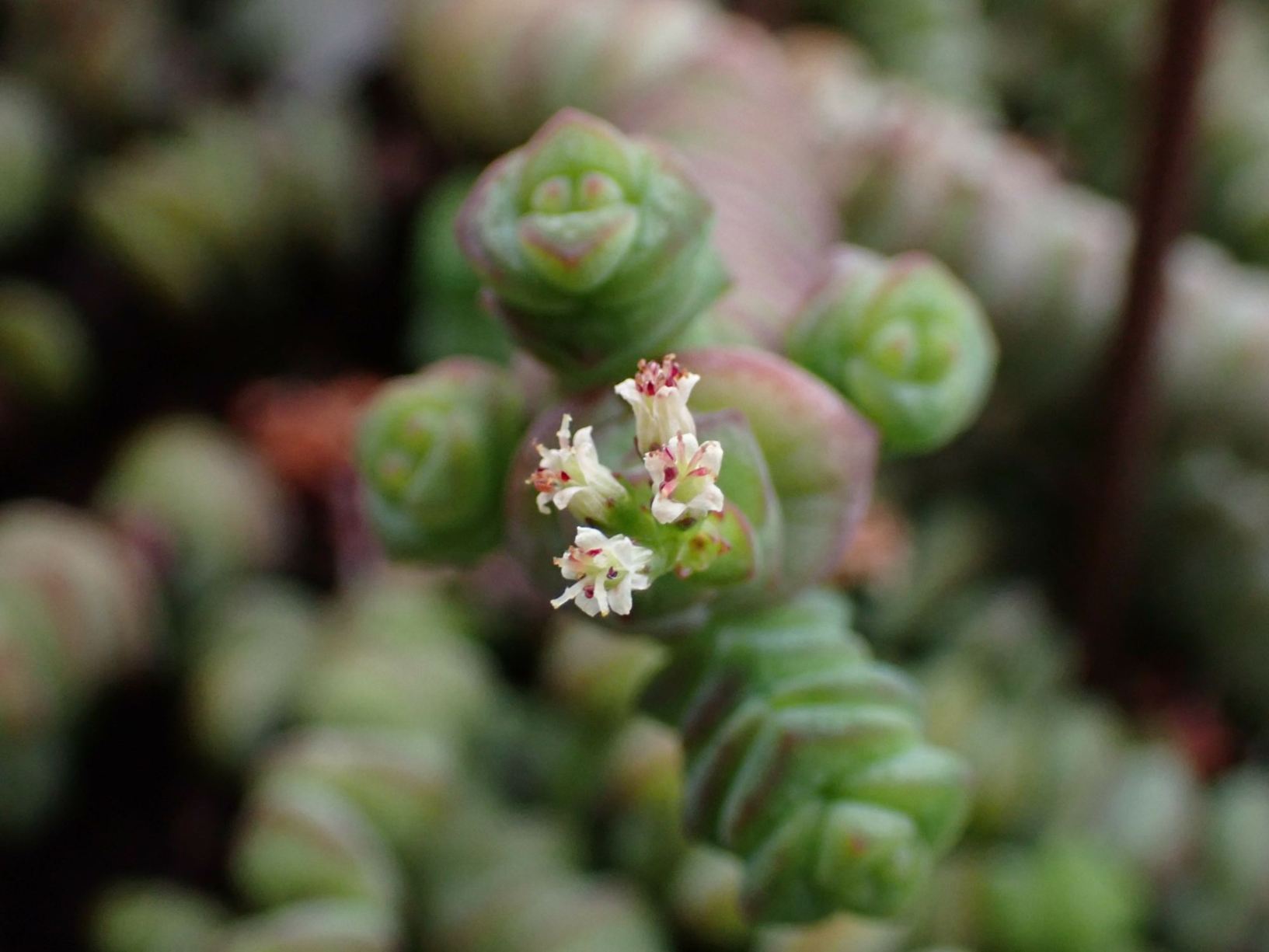 Crassula perforata subsp. perforata