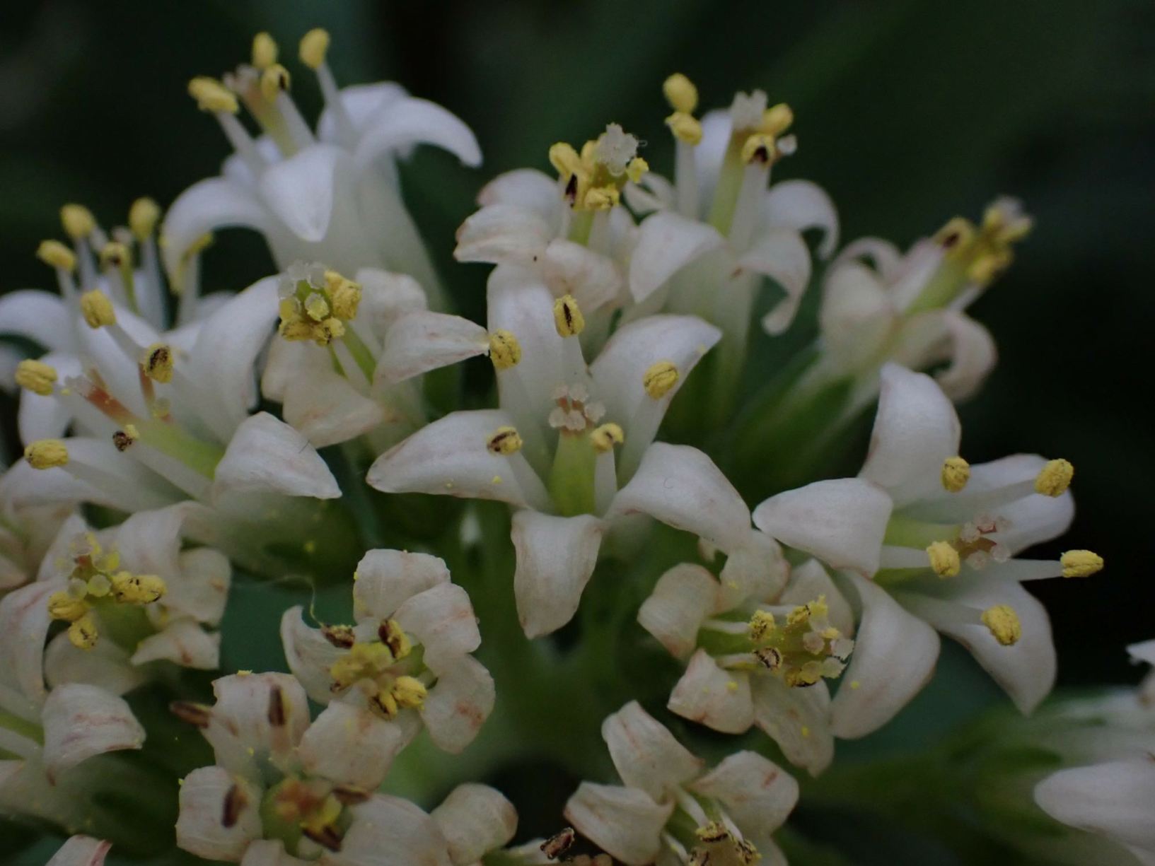 Crassula spec.