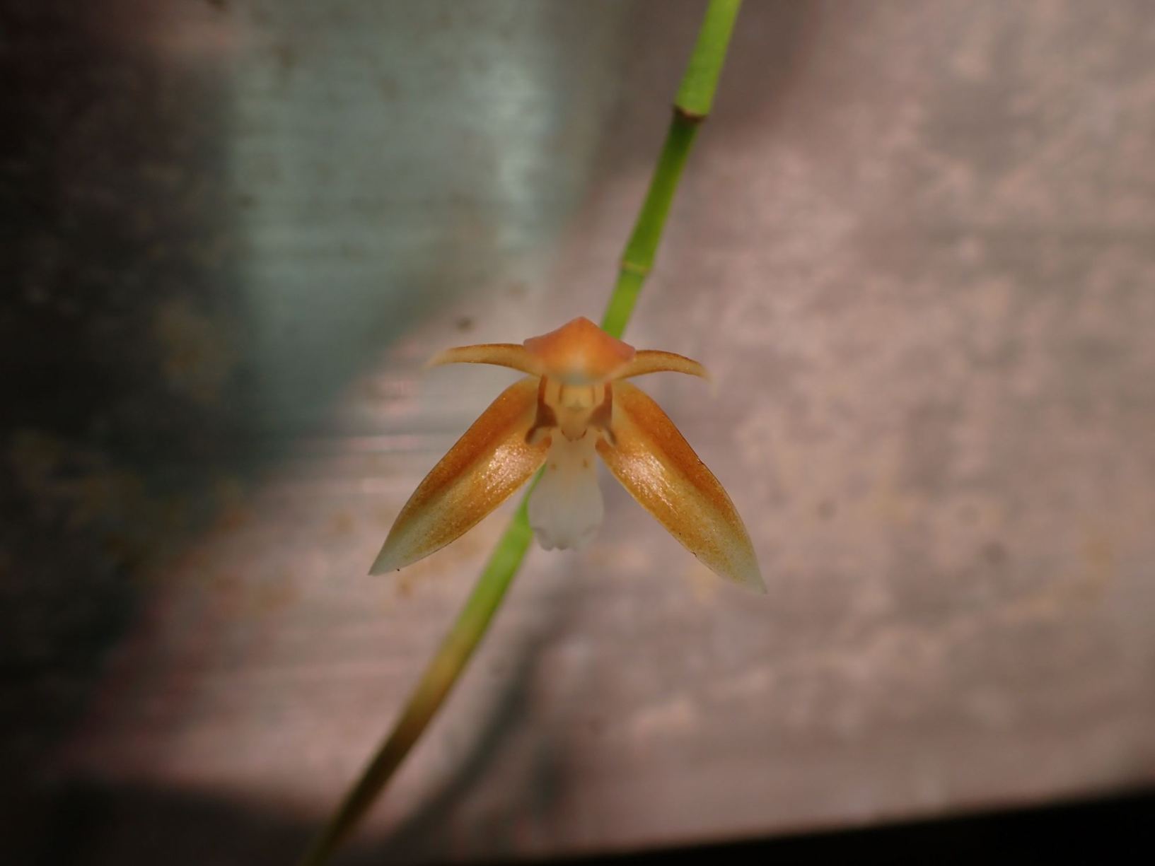 Coelogyne alvinlokii