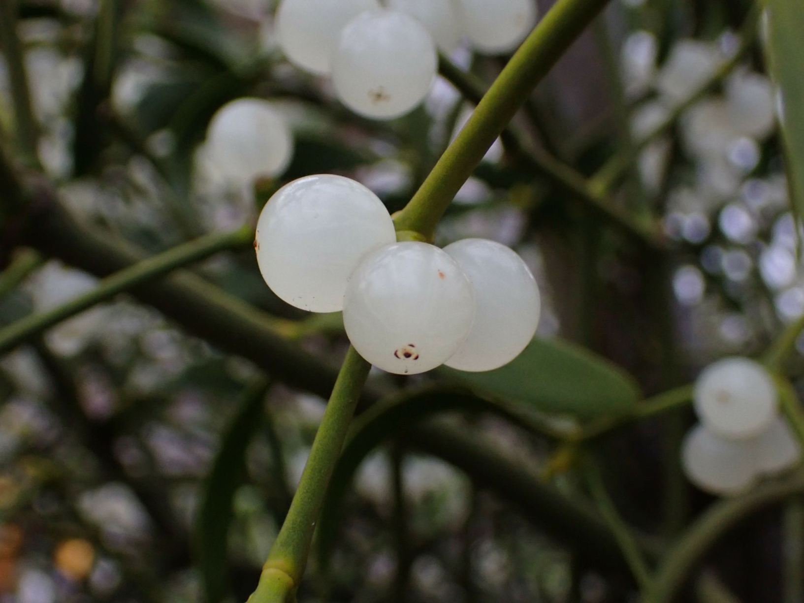 Viscum album - Maretak, Mistletoe