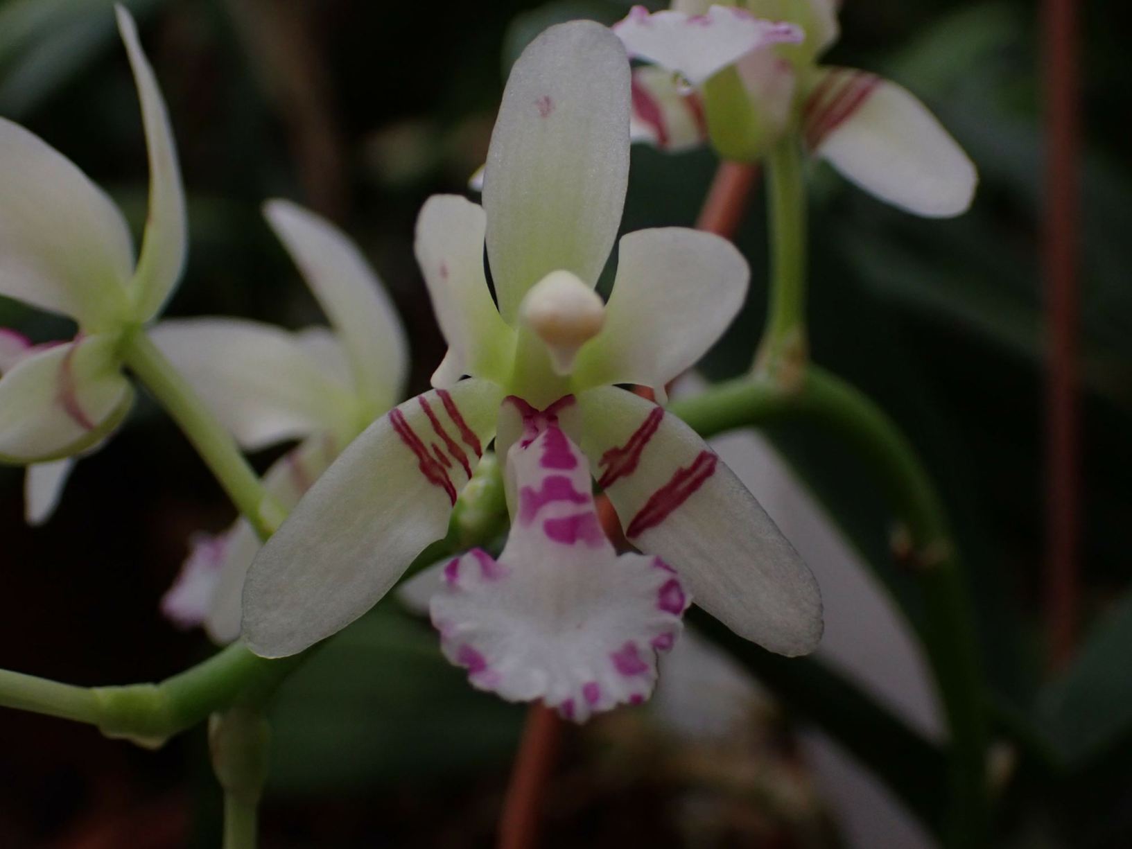 Phalaenopsis japonica