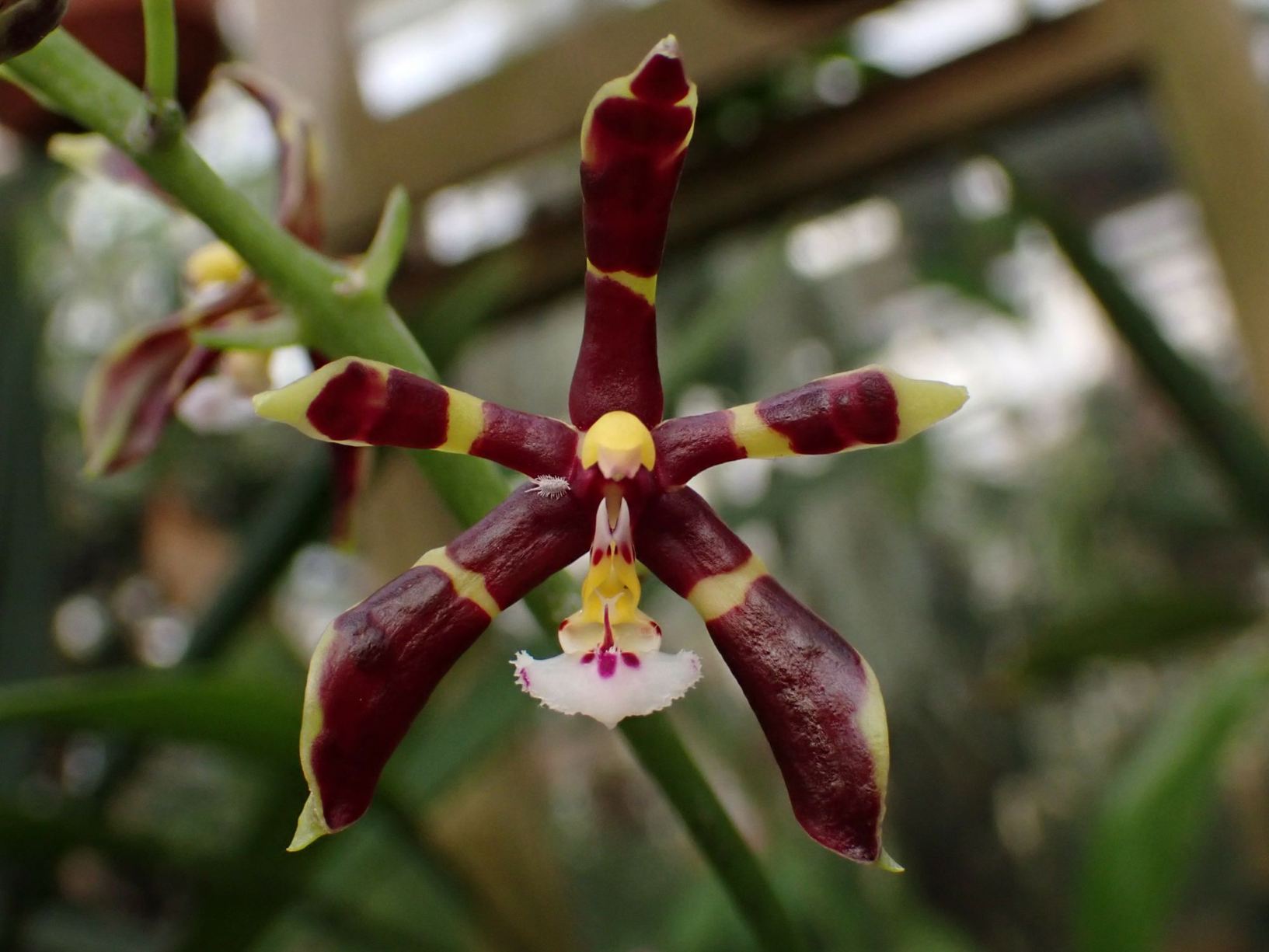 Phalaenopsis mannii