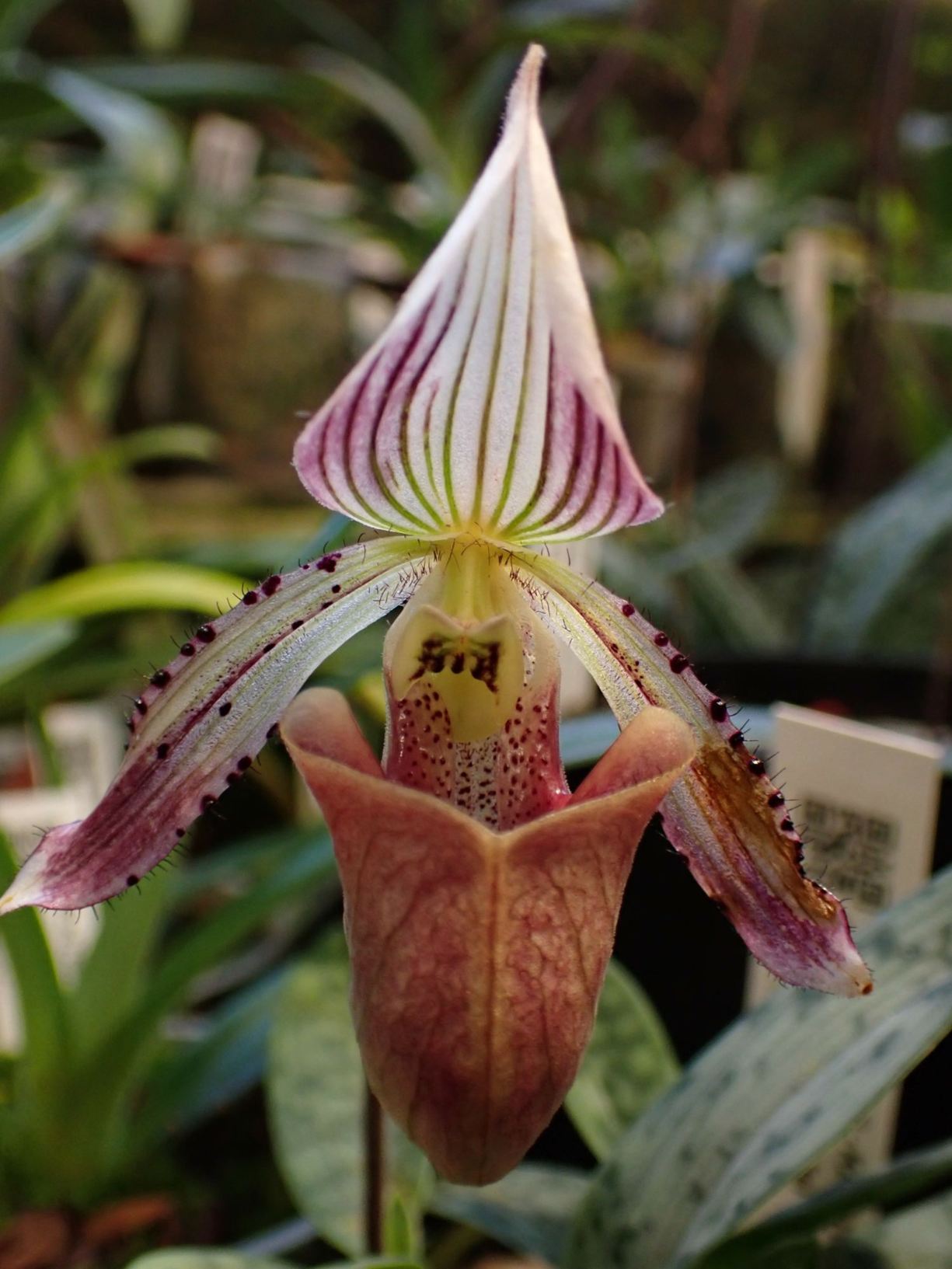 Paphiopedilum fowliei