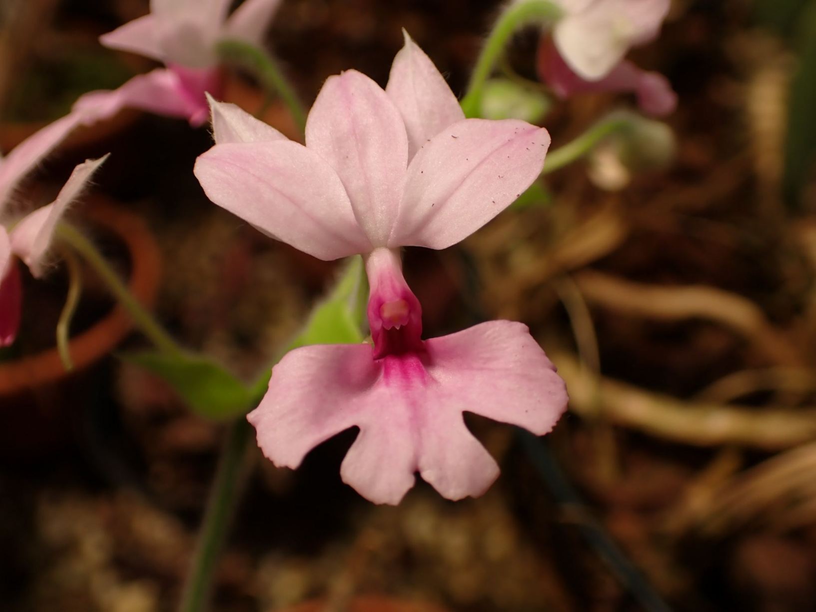 Calanthe rubens