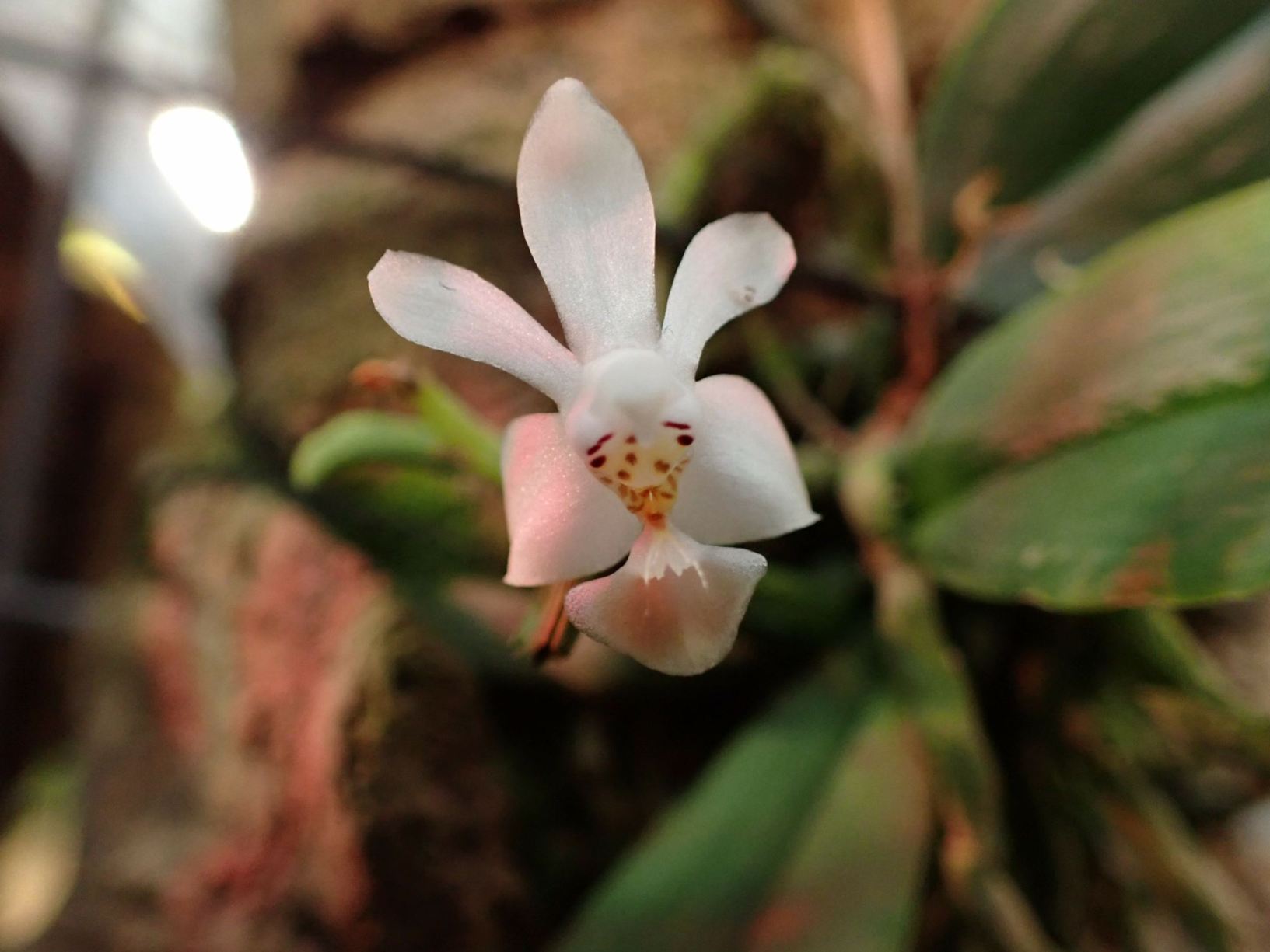 Phalaenopsis lobbii