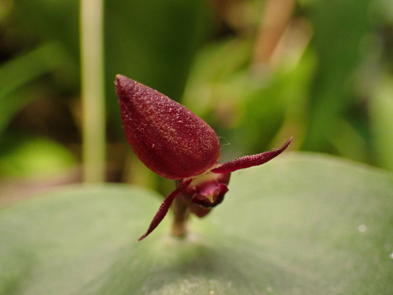 Pleurothallis phyllocardia