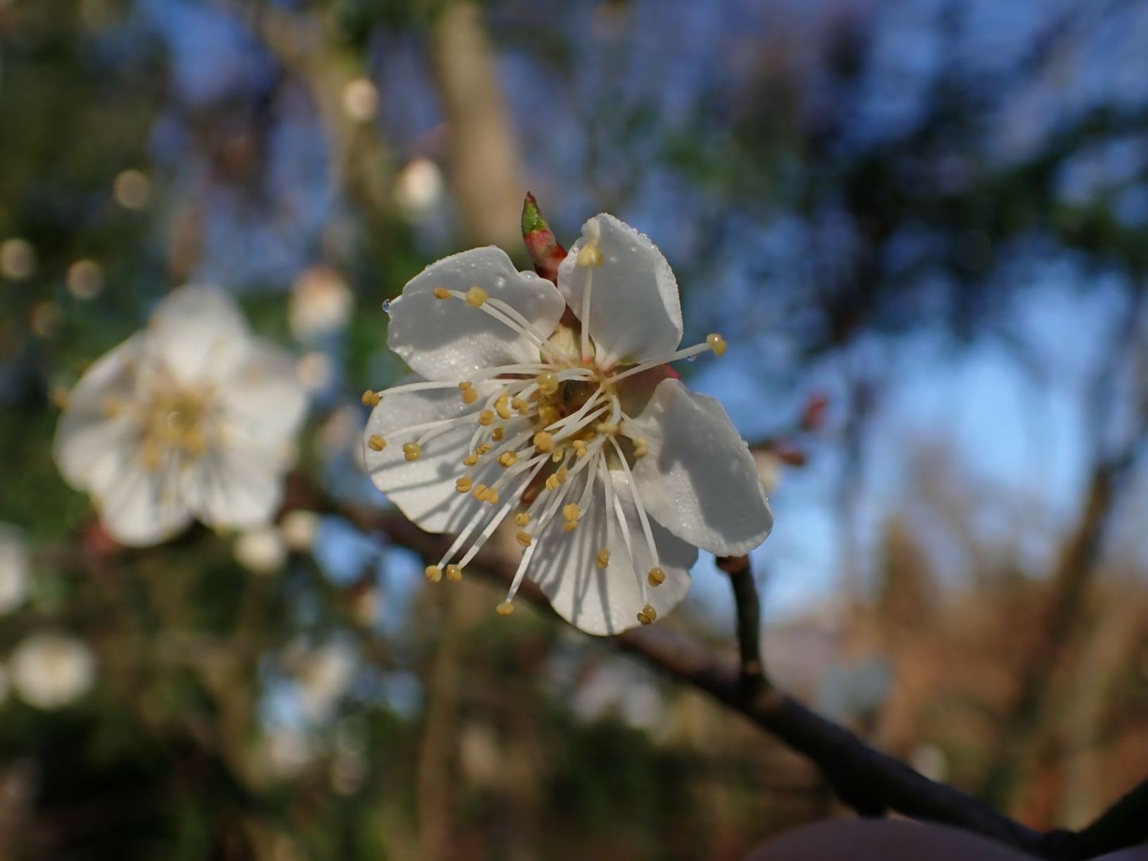Prunus mume