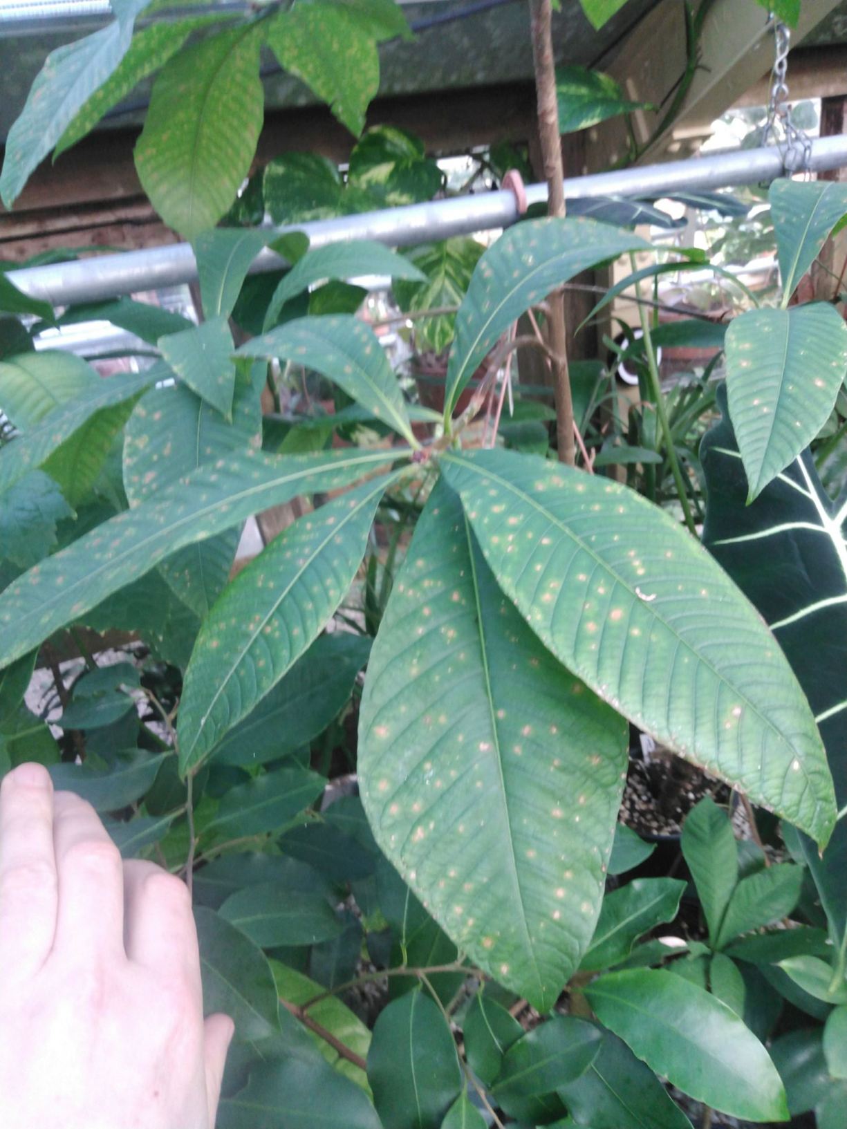 Couroupita guianensis