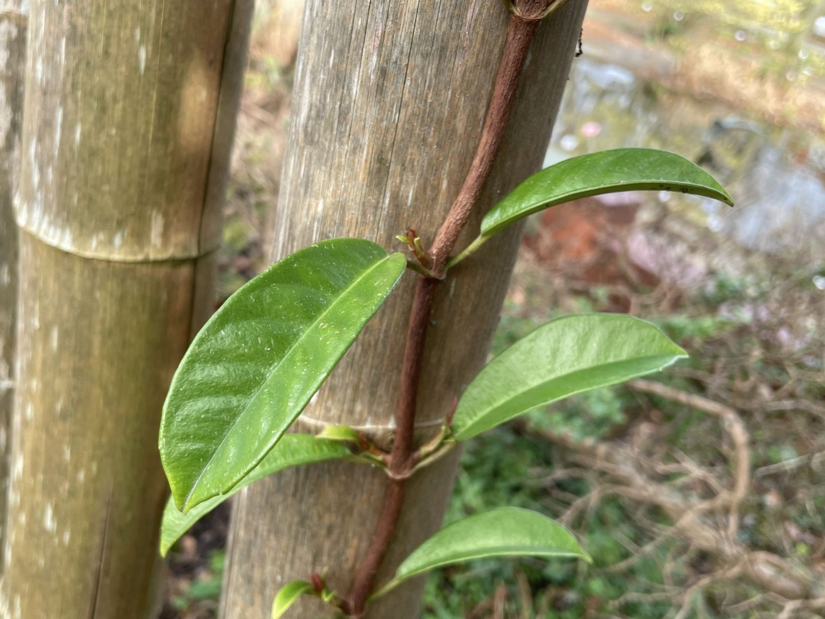 Pileostegia viburnoides