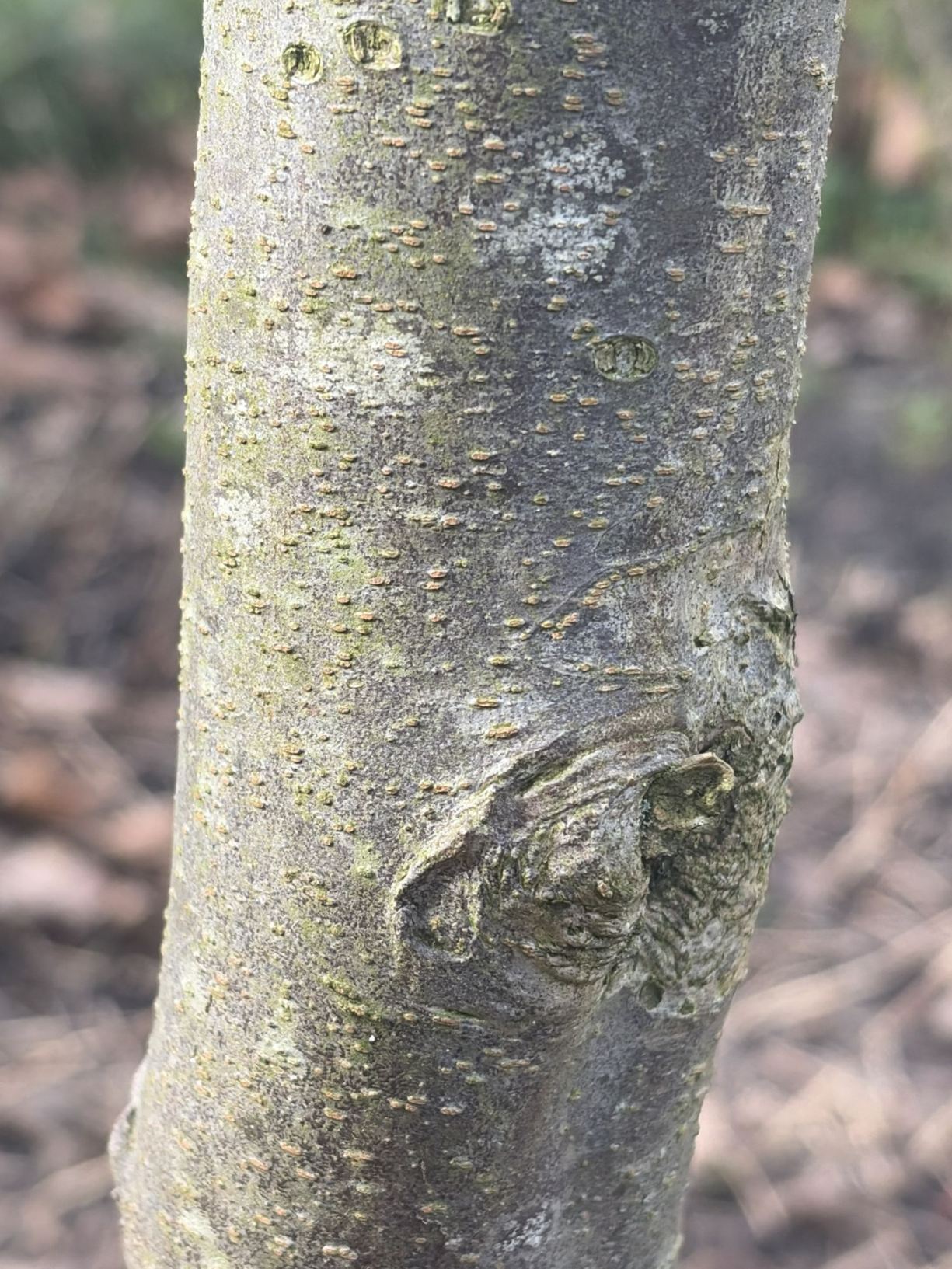 Parrotia subaequalis