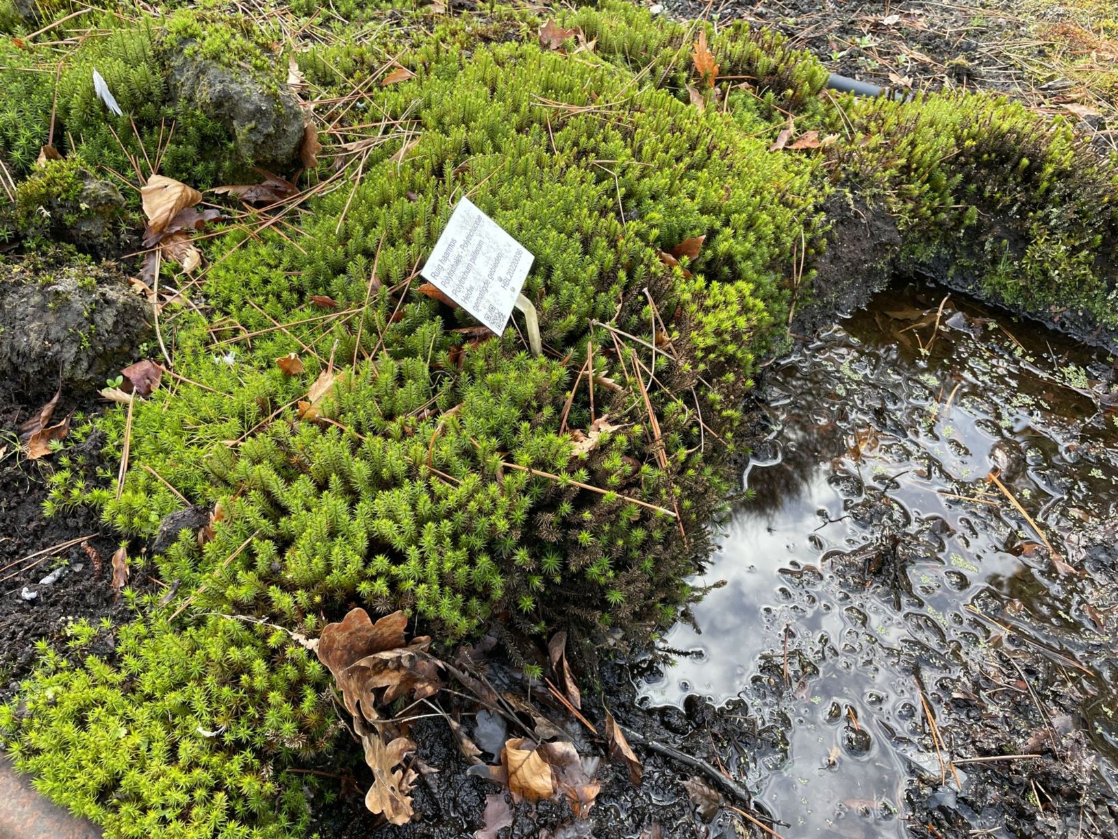 Polytrichum piliferum