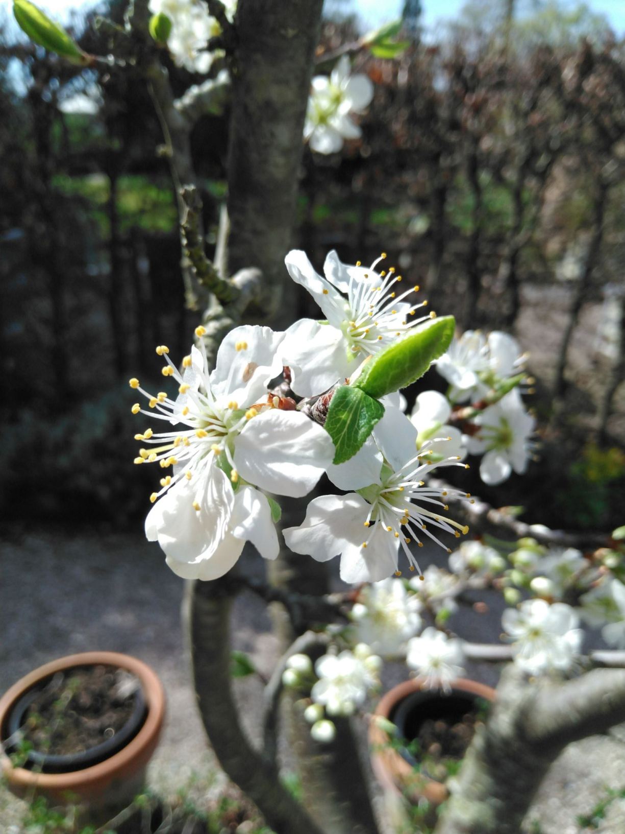 Prunus domestica subsp. domestica