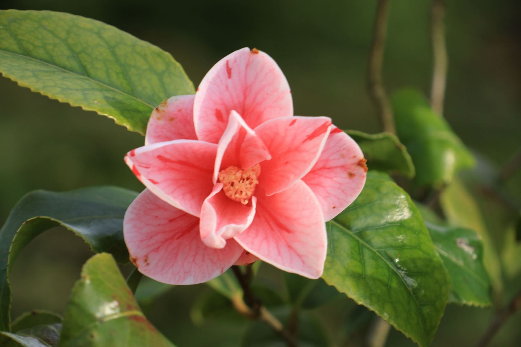 Camellia japonica 'Tricolor Sieboldi'