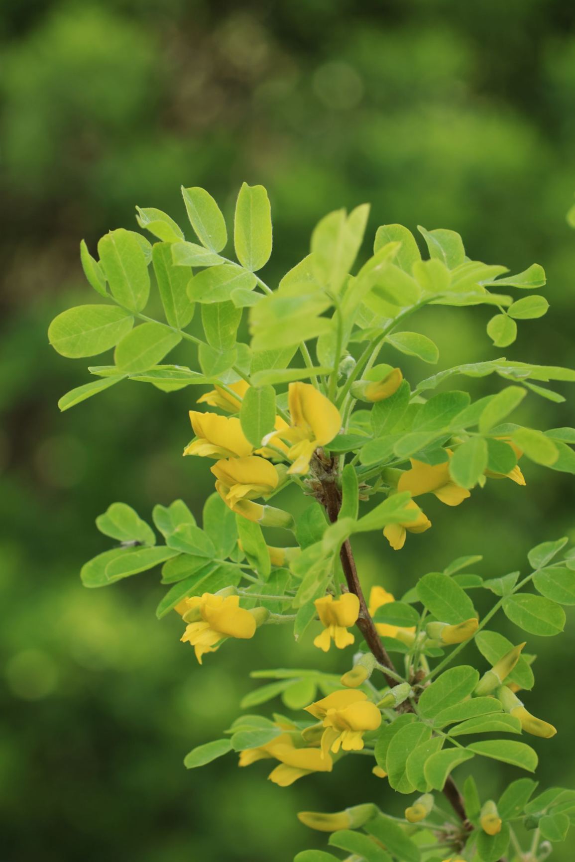Caragana arborescens