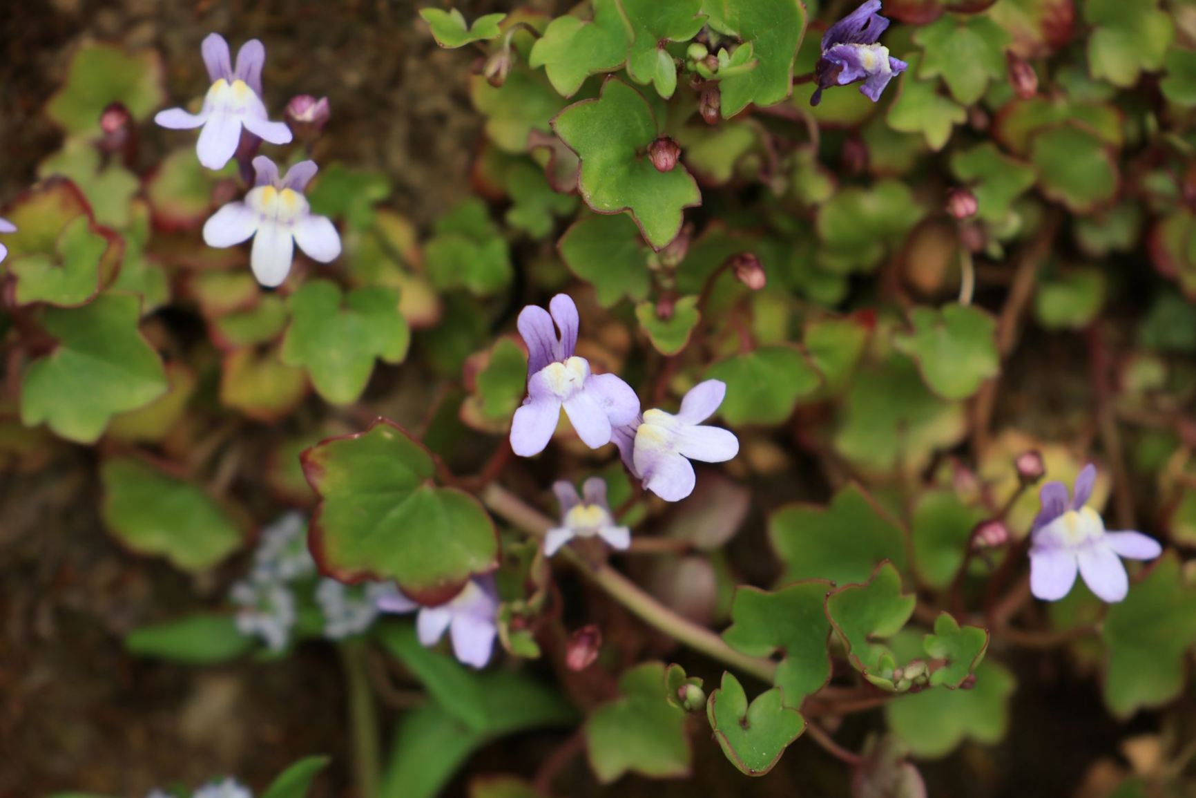 Cymbalaria muralis