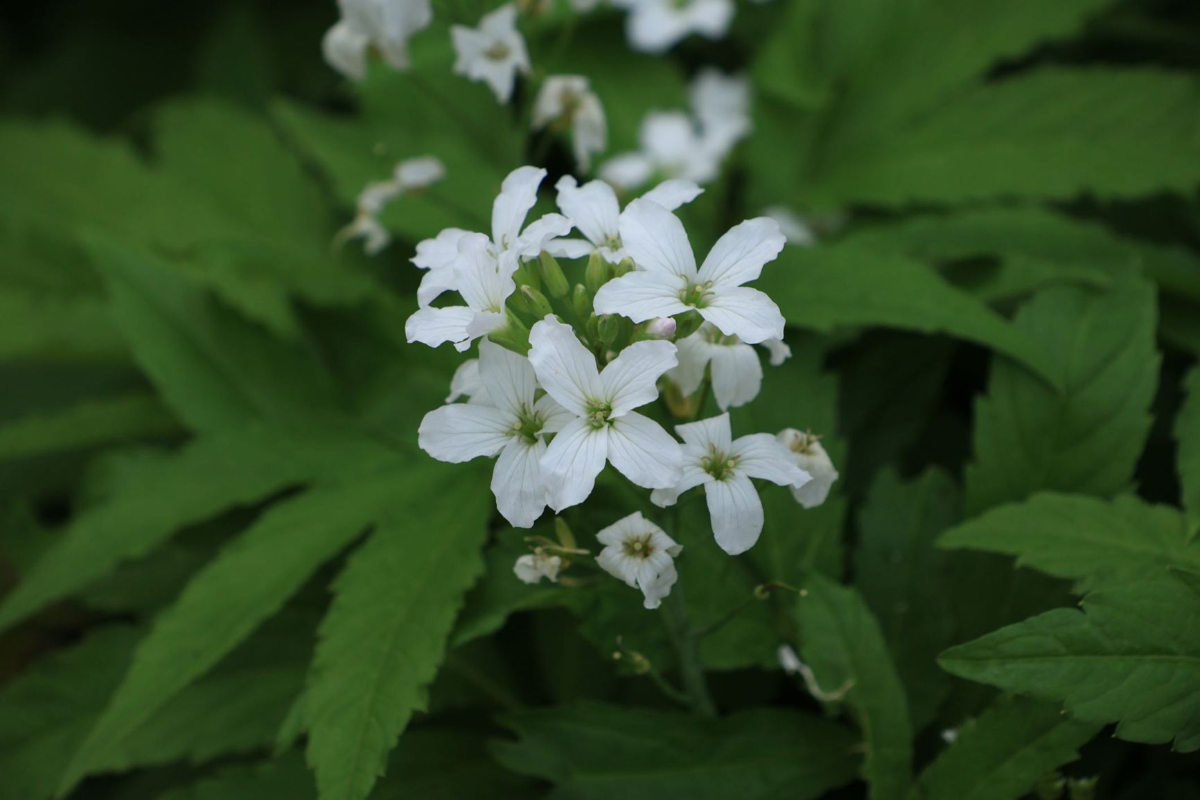 Cardamine heptaphylla