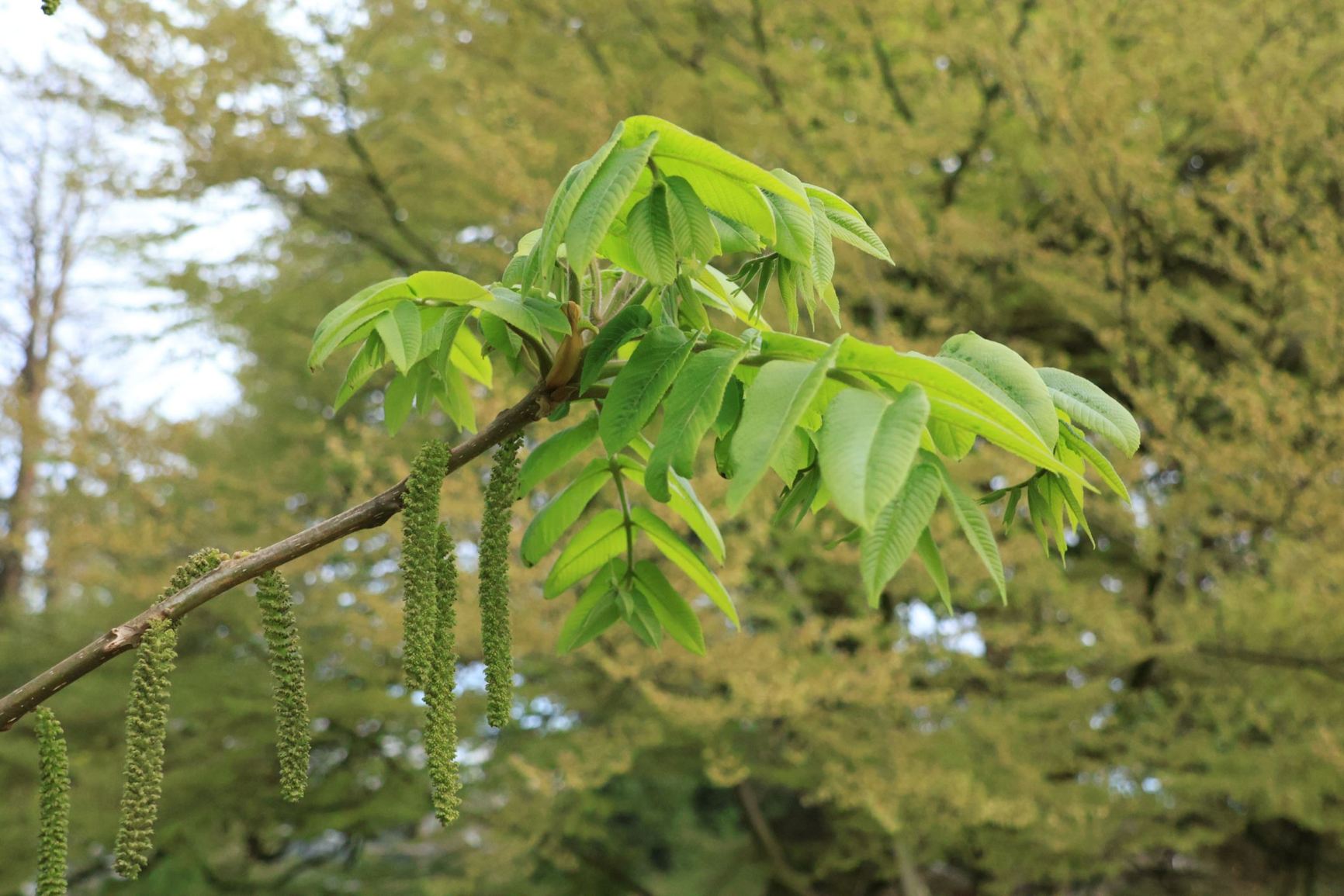 Juglans mandshurica var. cordiformis - Japanse walnoot, Sieboldwalnoot, Japanese walnut, Heartnut, 姫胡桃 Hime-gurumi