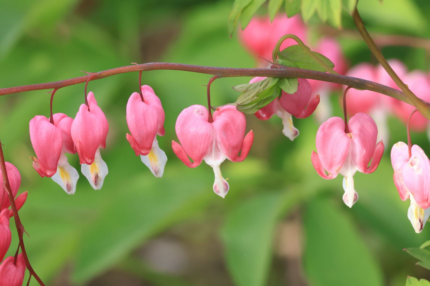 Lamprocapnos spectabilis - Gebroken hartjes, bleeding-heart, 荷包牡丹 he bao mu dan, 금낭화 geum nang hwa