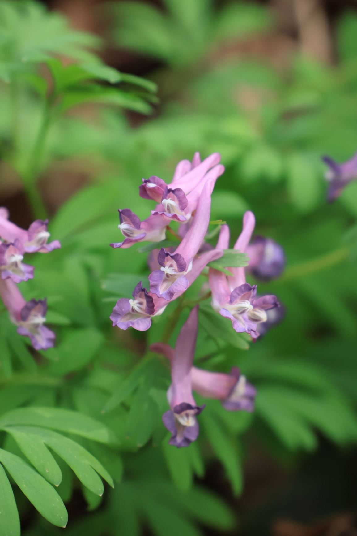 Corydalis solida