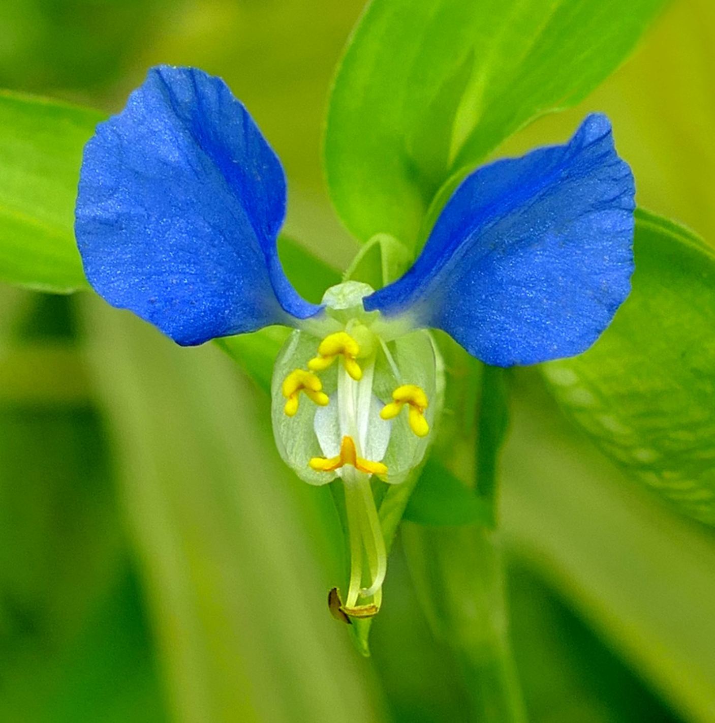 Commelina communis