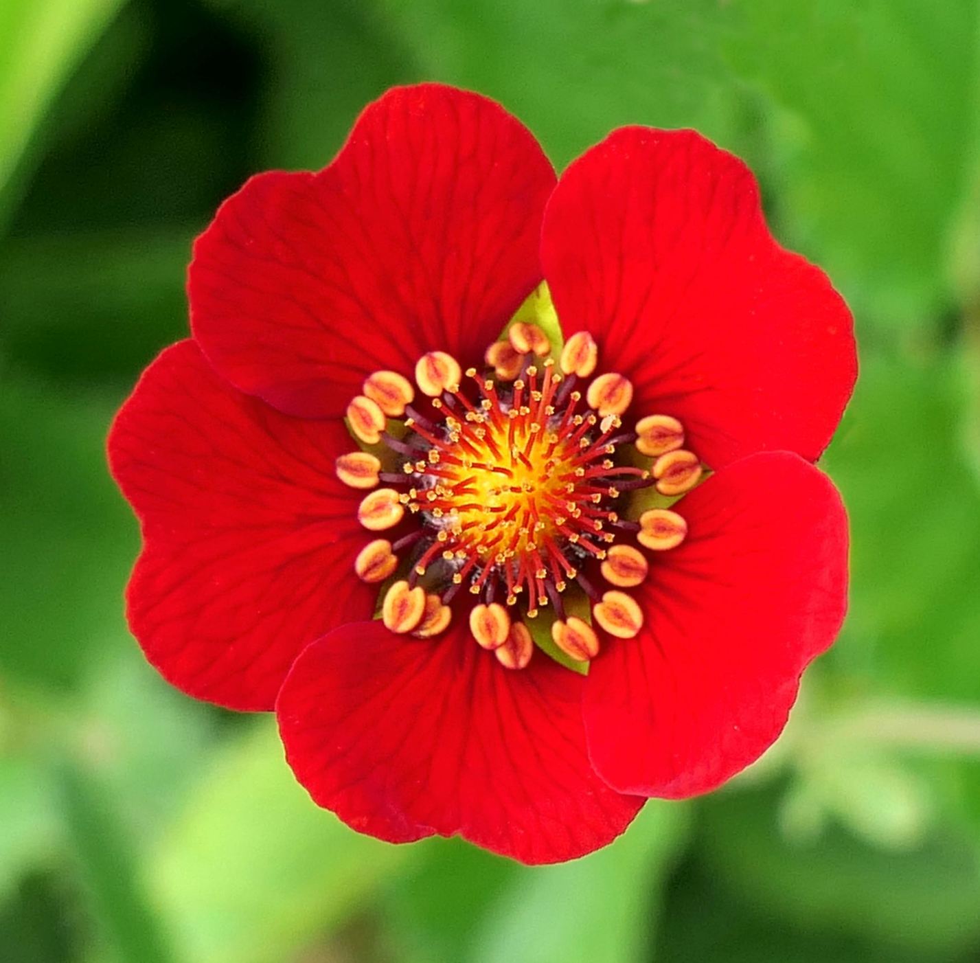 Potentilla atrosanguinea