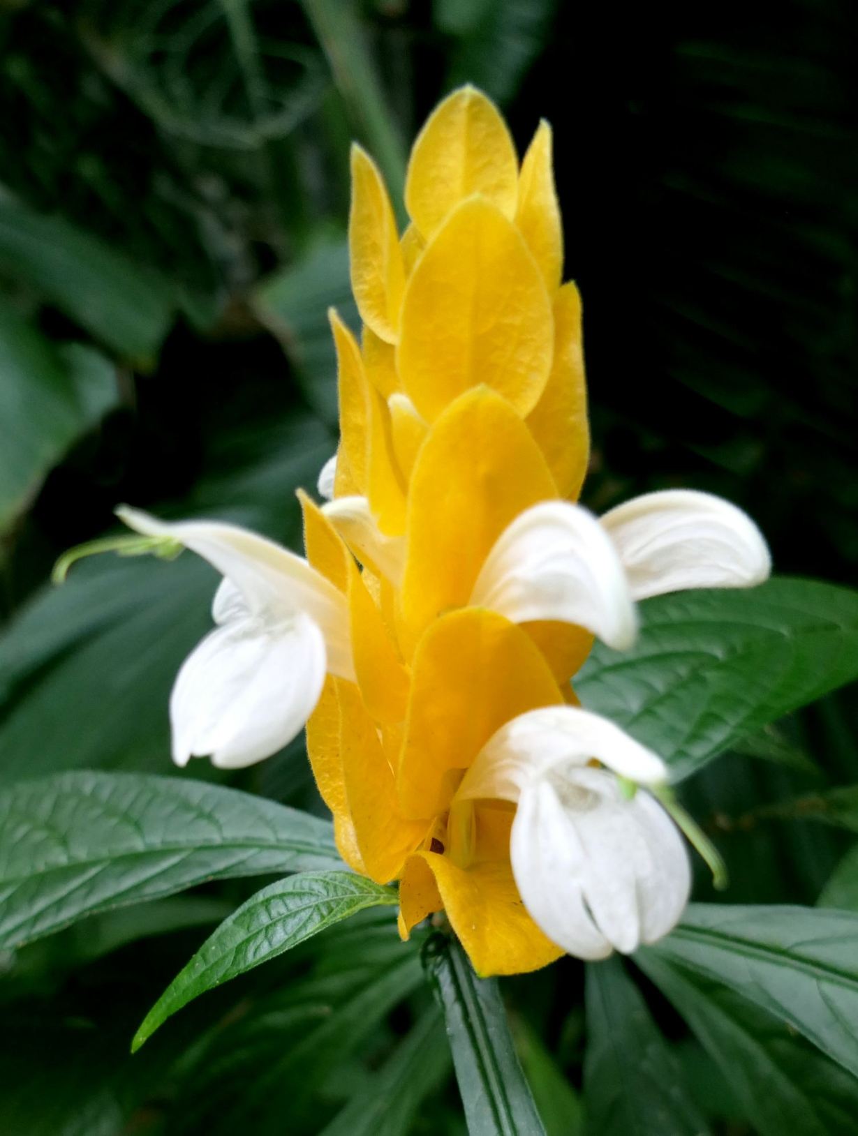 Pachystachys lutea