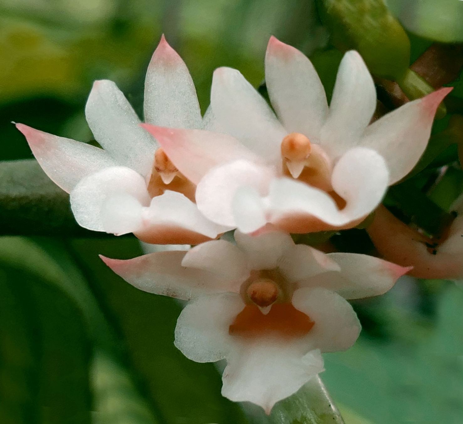 Calyptrochilum christyanum