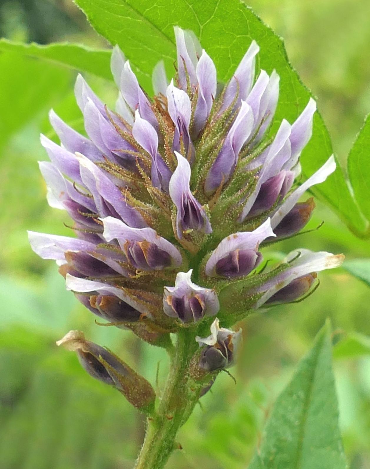 Glycyrrhiza yunnanensis - Chinees zoethout, 云南甘草 yun nan gan cao